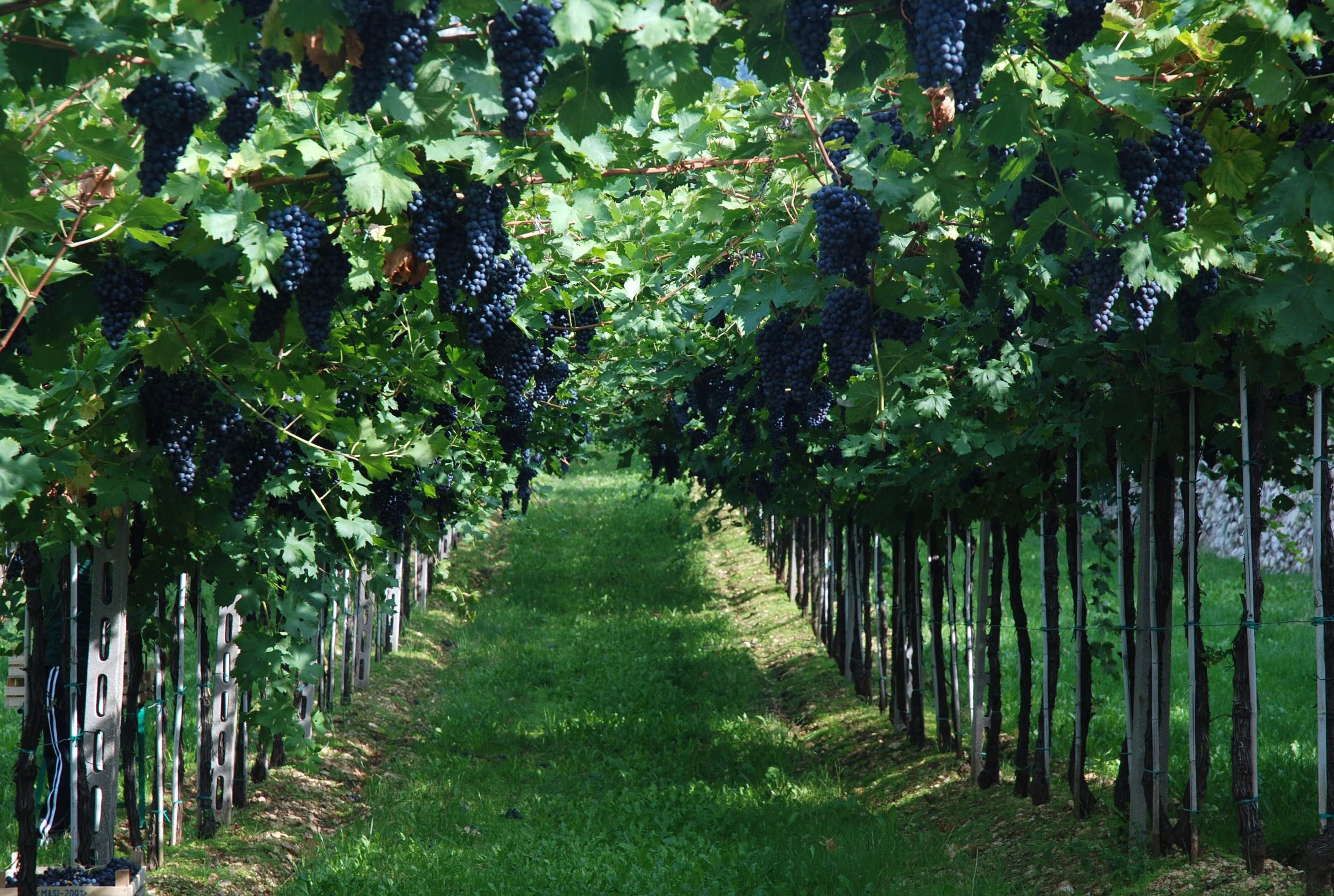 Виноградный сад (69 фото) »
