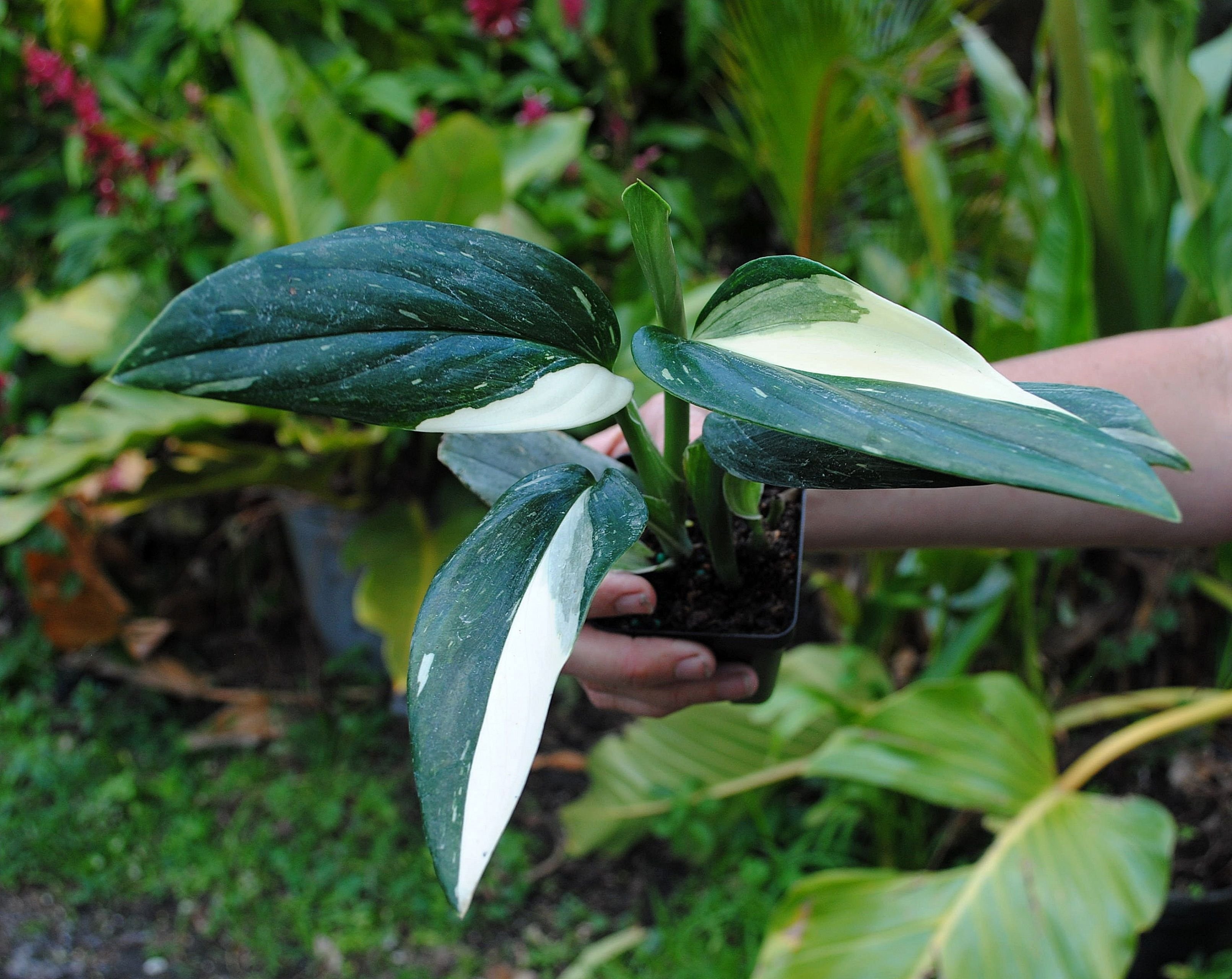 Филодендрон бурле фото. Монстера standleyana. Филодендрон Кобра вариегатная. Monstera standleyana variegata. Филодендрон Кобра монстера.