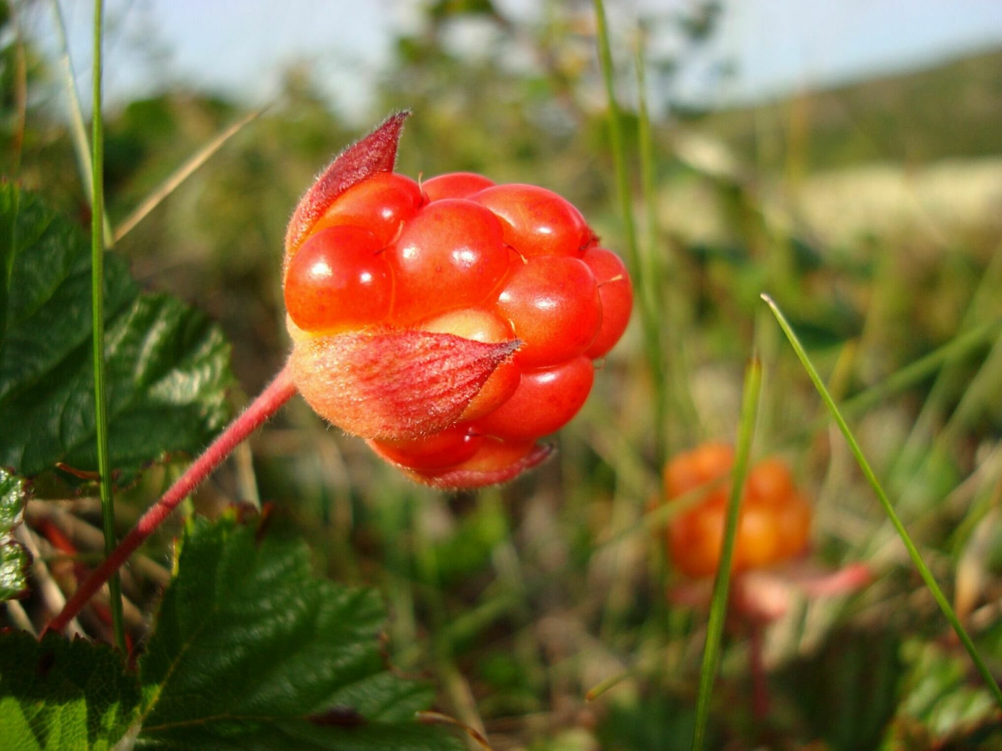 Тайга гадюка верблюд морошка. Морошка Арктическая. Северная ягода Морошка. Морошка Болотная. Морошка (Rubus chamaemorus).