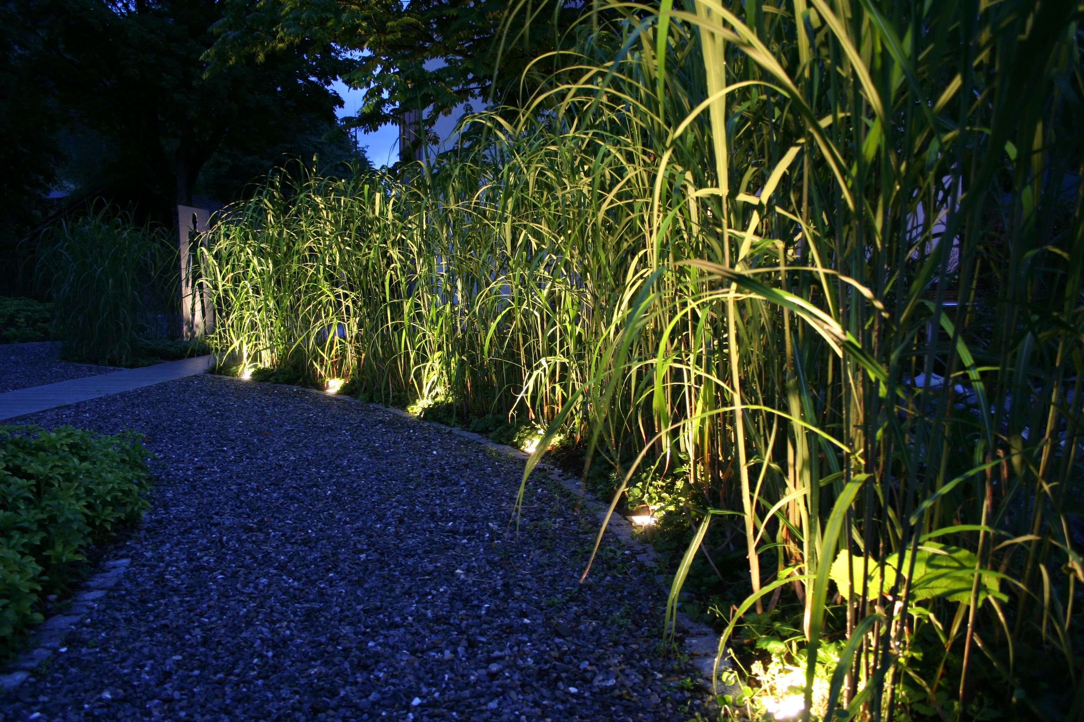 Мискантус в дизайне. Miscanthus для Хай тек.