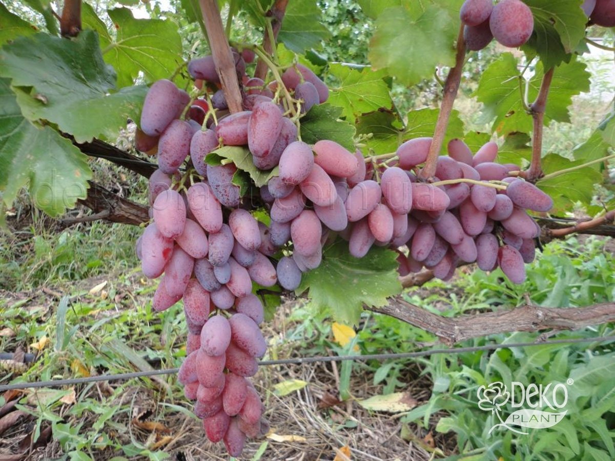 Виноград карнавал описание. Виноград придорожный зарево. Сорт винограда зарево. Сорт винограда придорожный. Малиновый виноград.