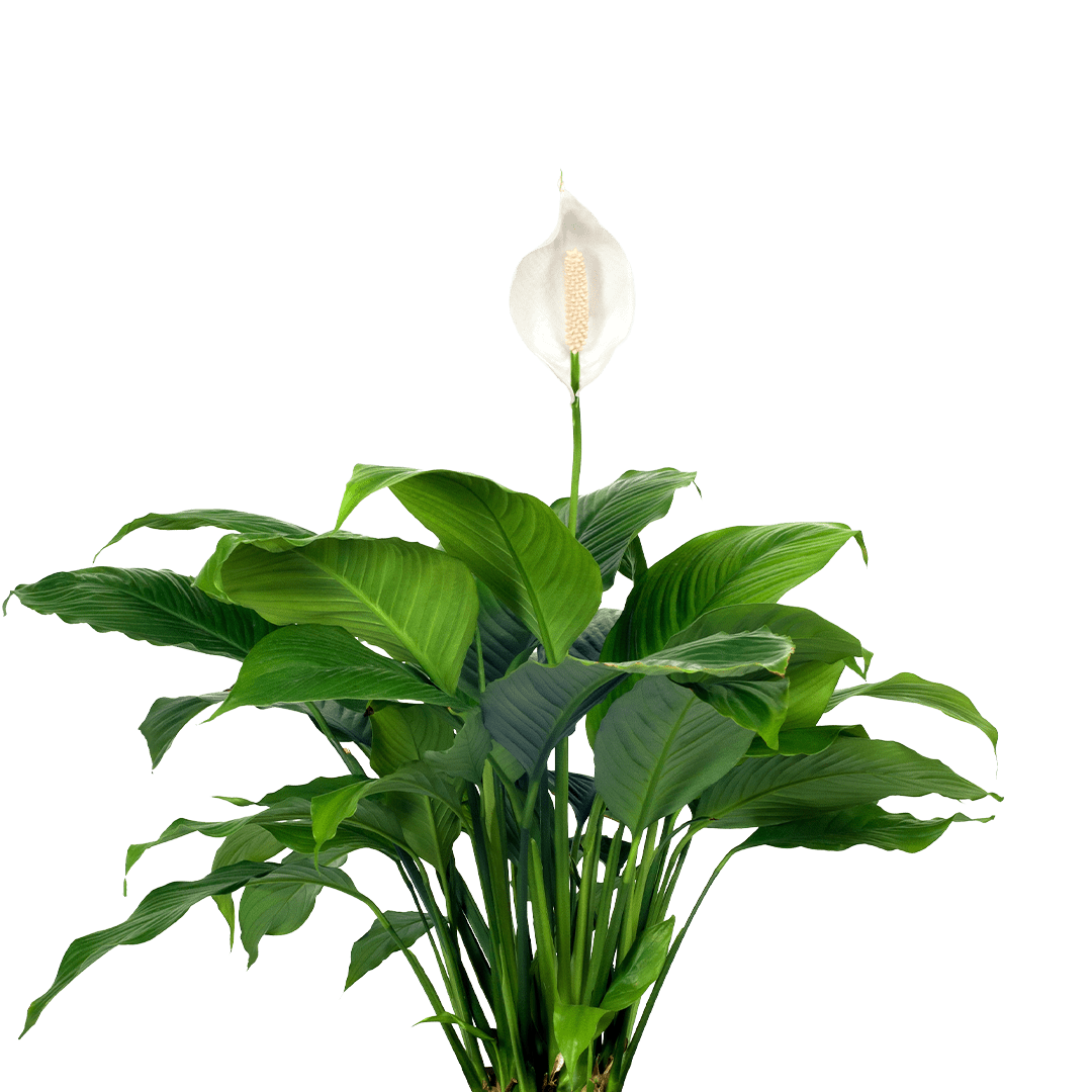 Spathiphyllum House Plant