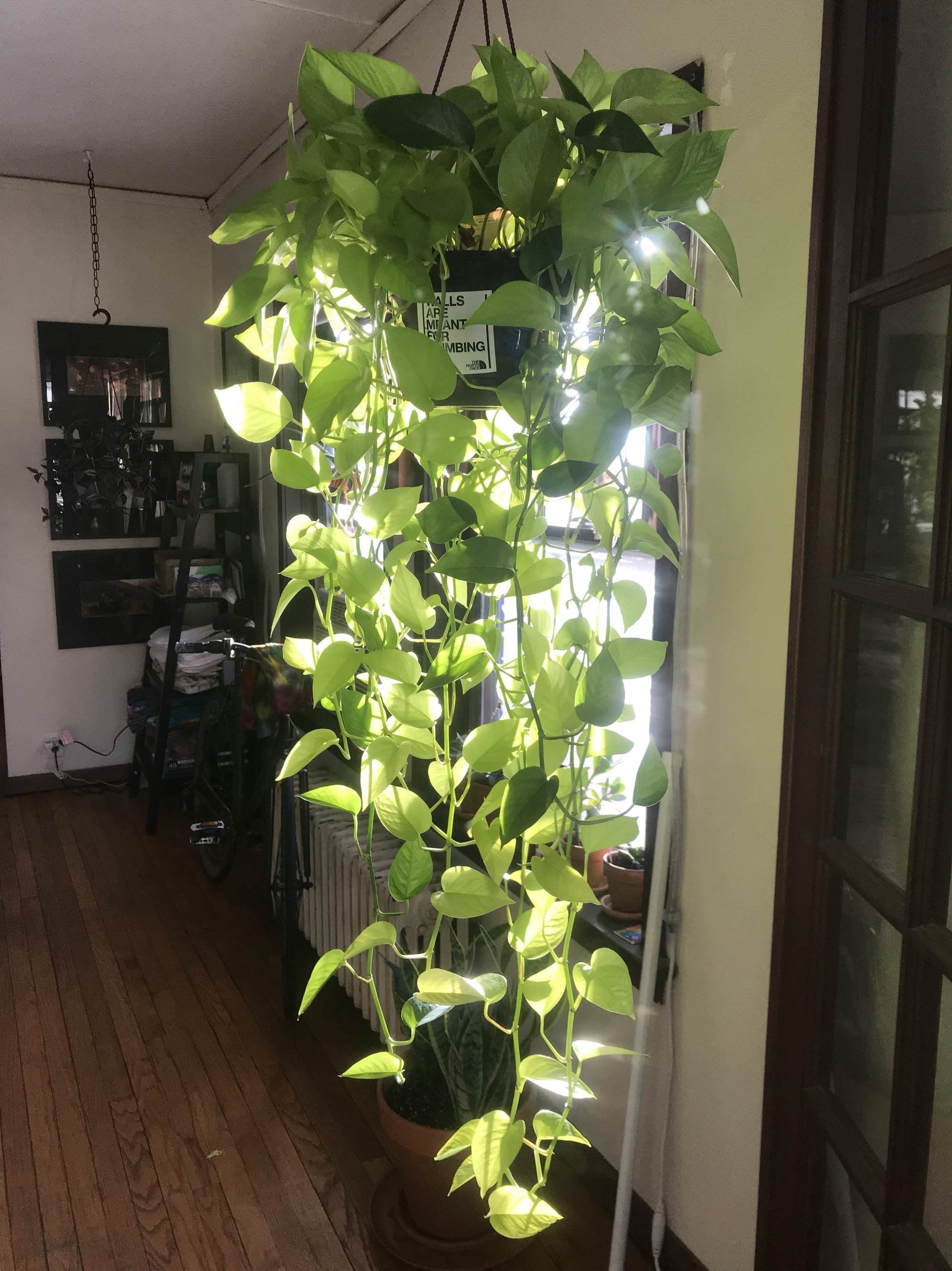 Эпипремнум Golden Pothos