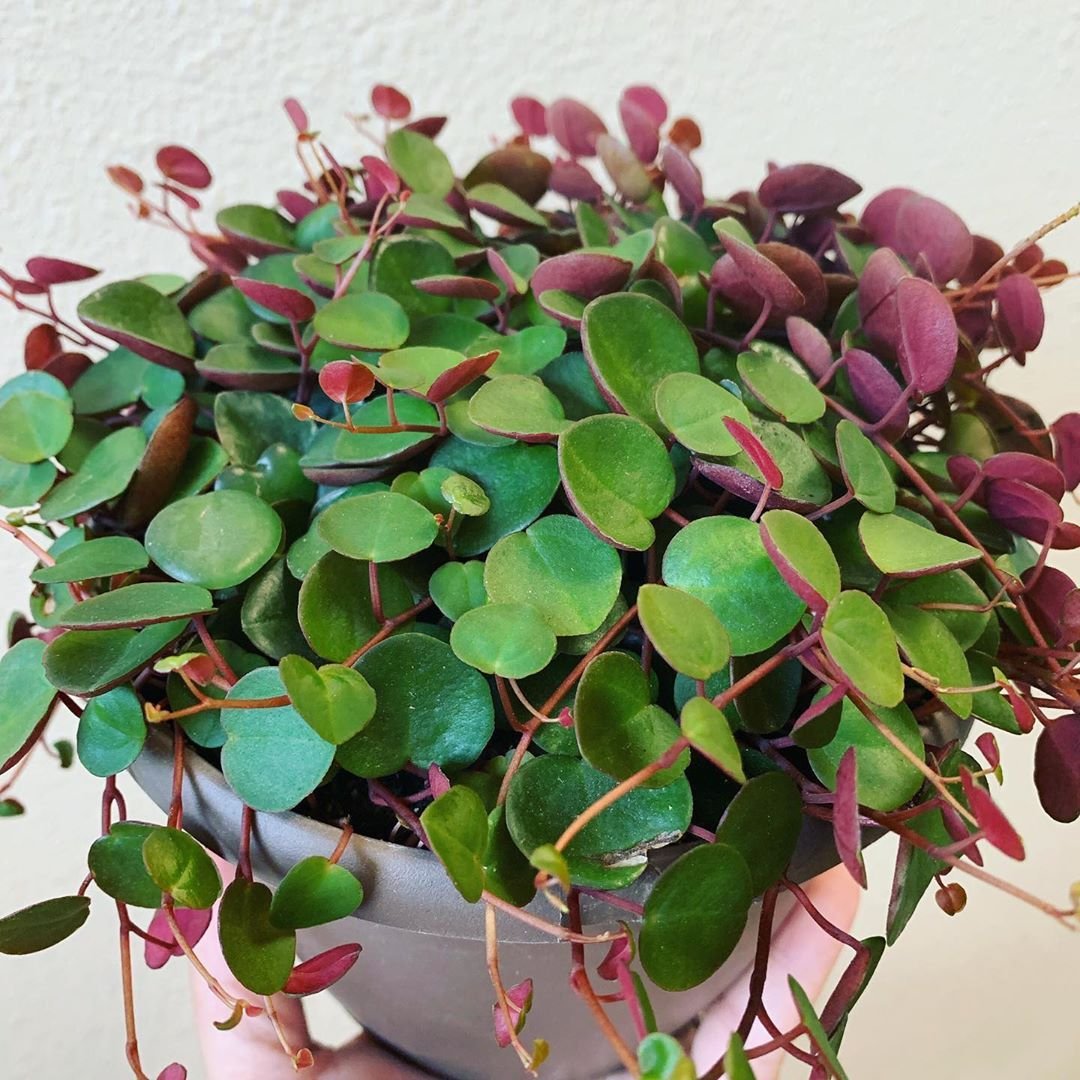 Пеперомия Peperomia bangroana