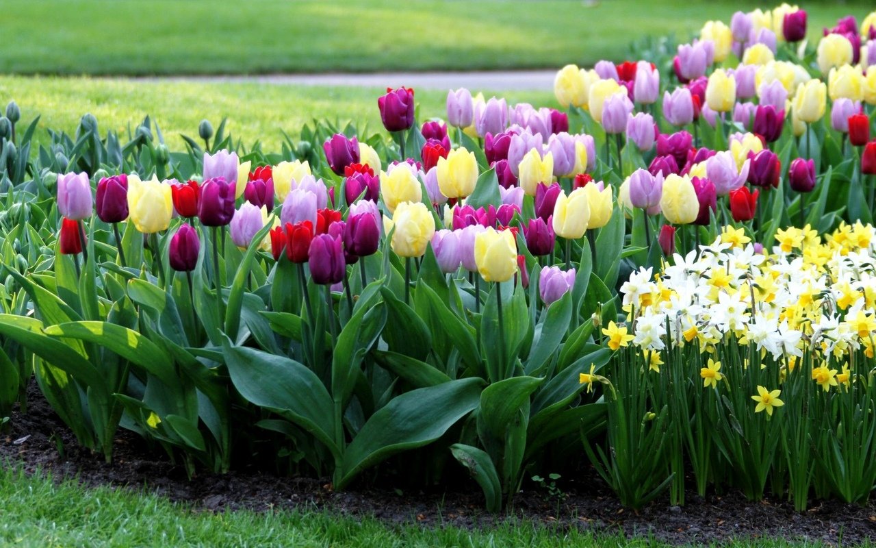 Тюльпаны: схемы посадки | Тюльпановый сад, Тюльпаны, Дизайн цветочного сада