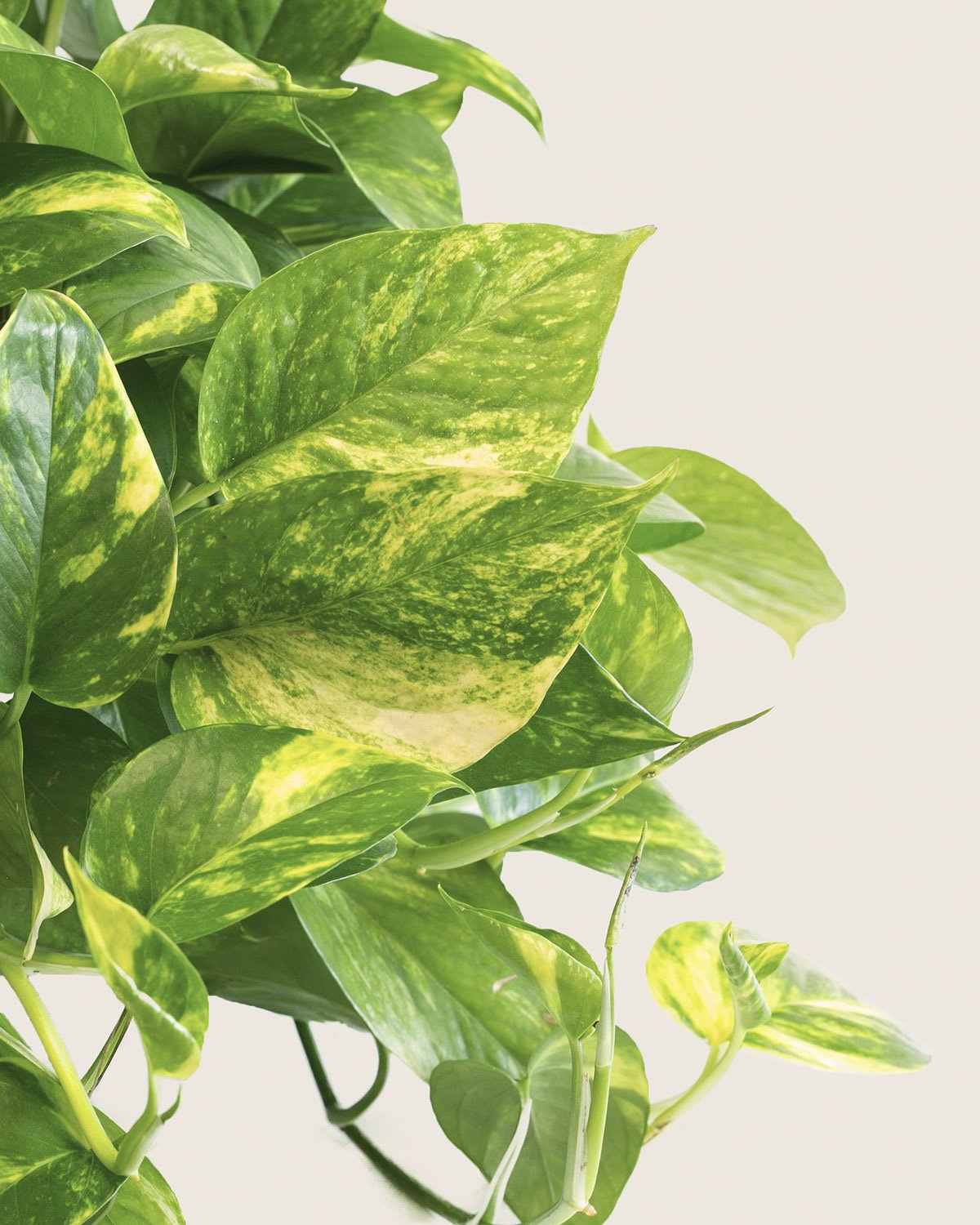 Эпипремнум Golden Pothos