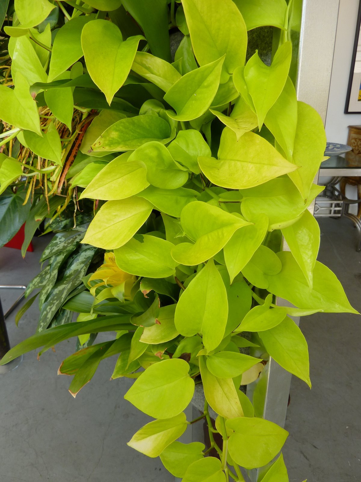 Эпипремнум Golden Pothos