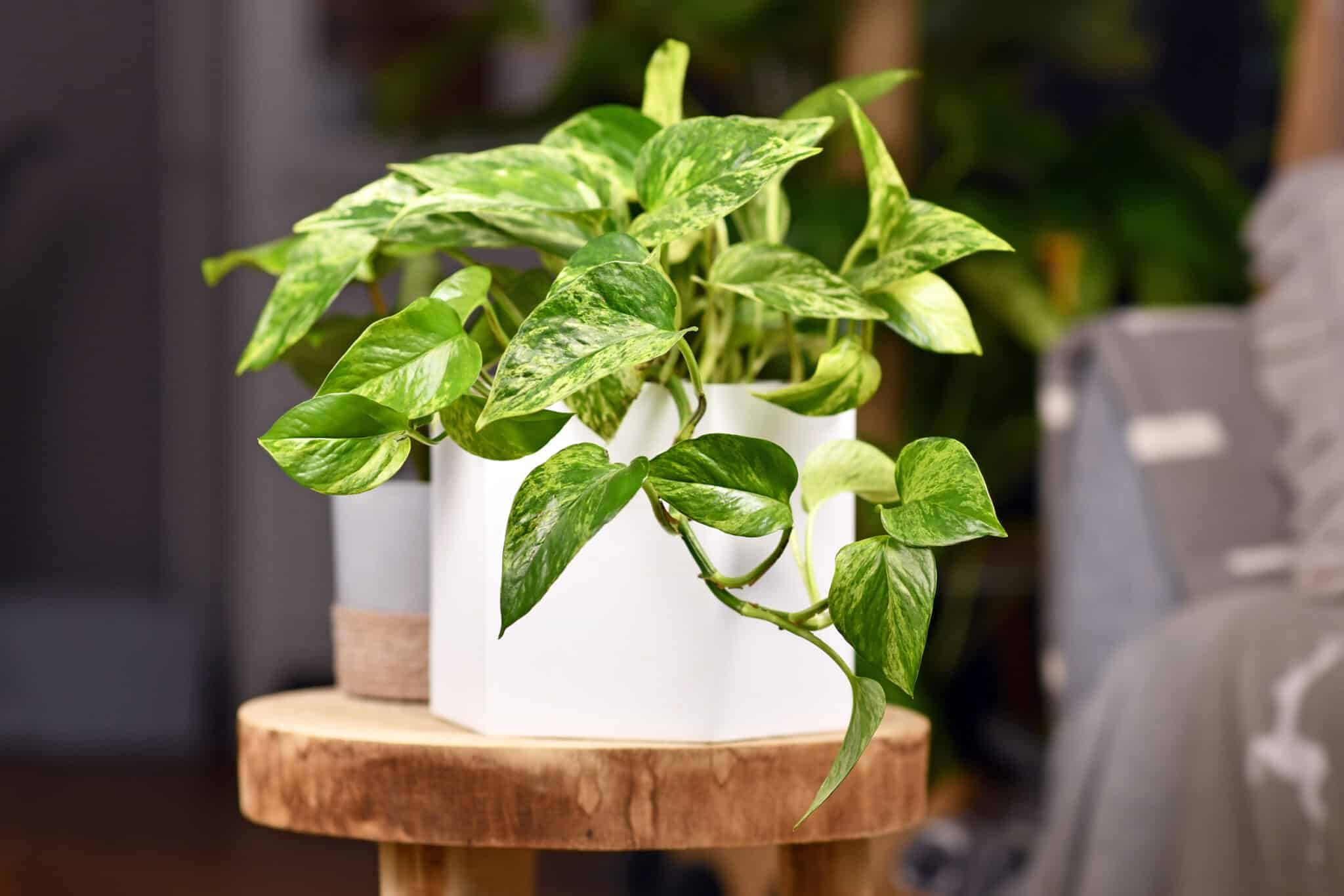 Эпипремнум Golden Pothos