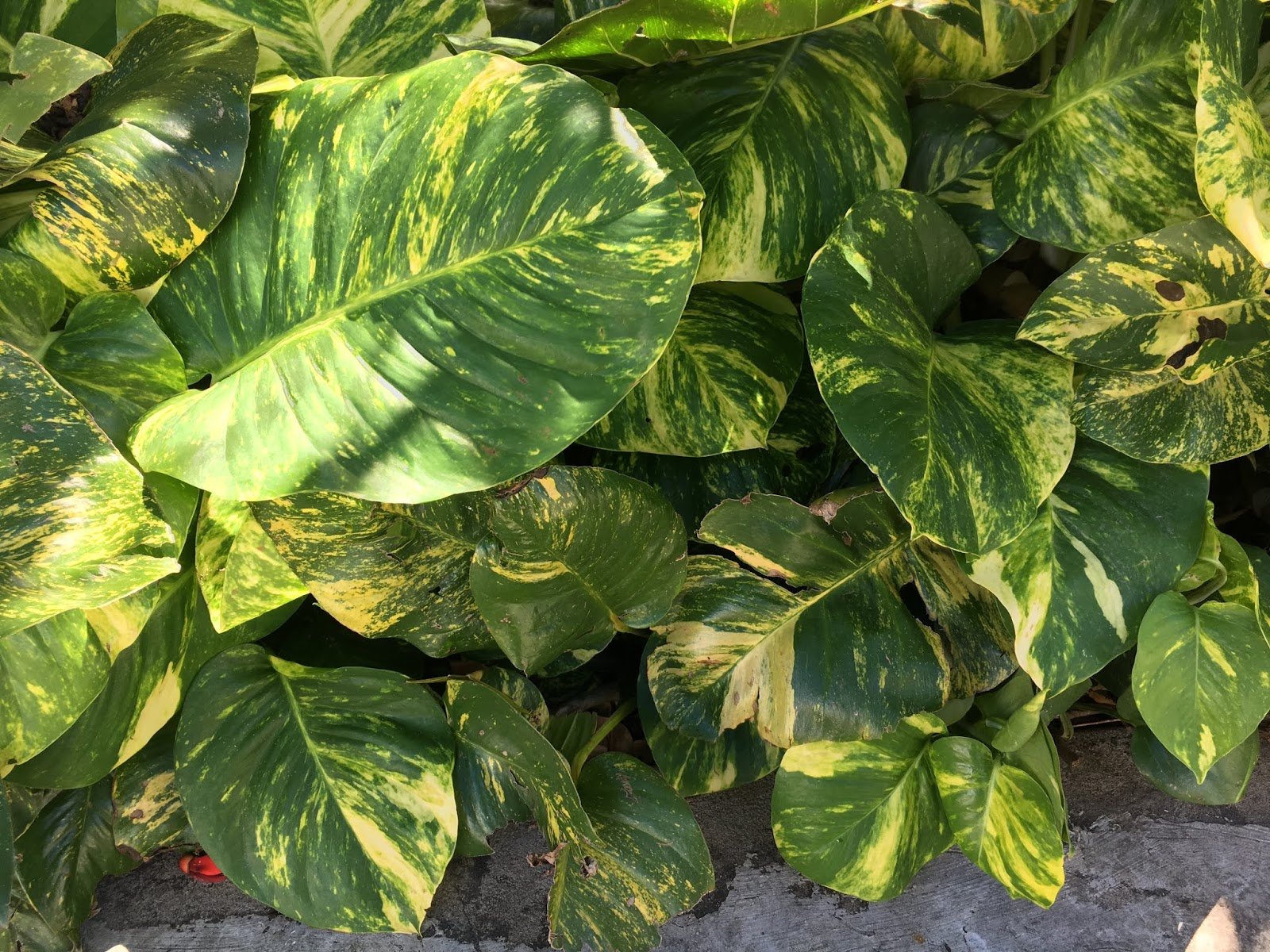 Эпипремнум Golden Pothos