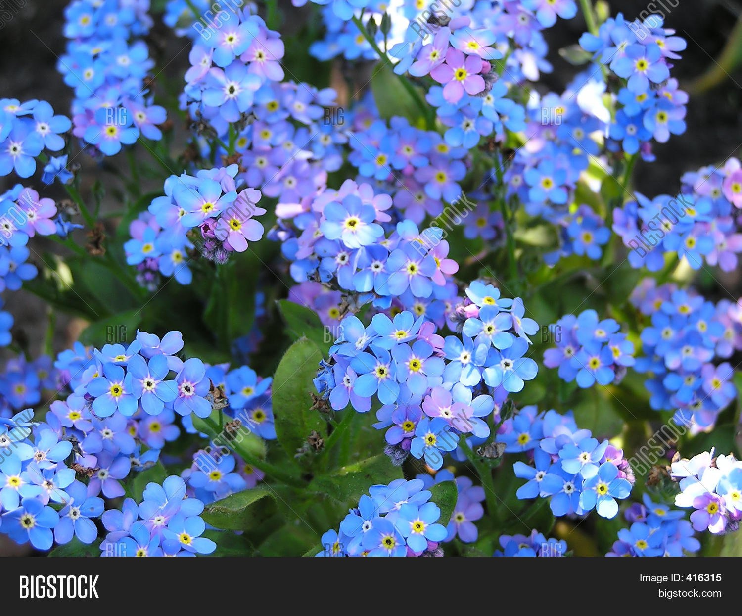 Цветет синими цветами. Незабудка Лесная Myosotis sylvatica. Незабудка Чекановского Myosotis czekanowskii. Альпийская Незабудка многолетник. Незабудка Альпийская Виктория белая.