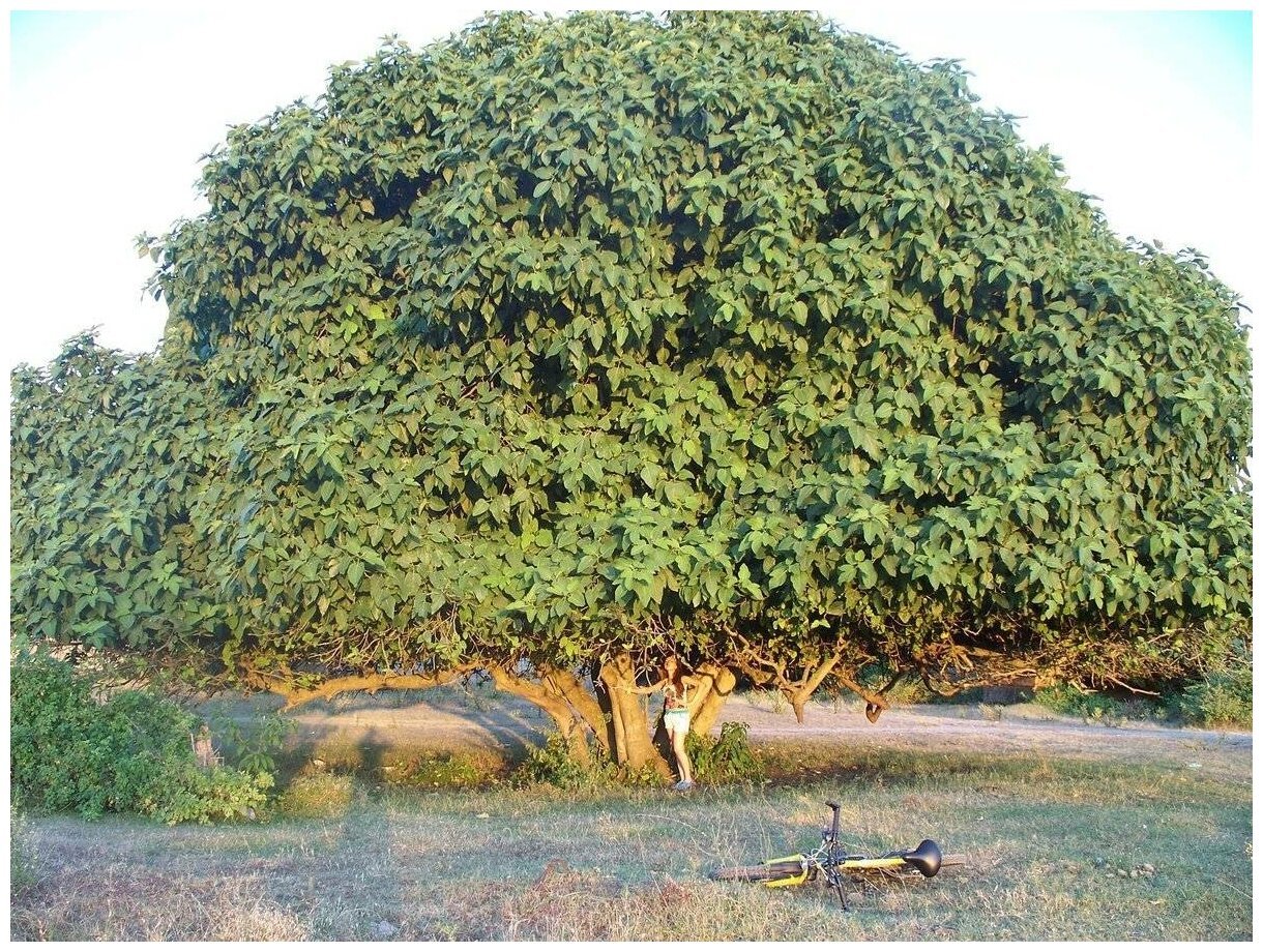 Смаковница это. Смоковница фиговое дерево. Инжир фиговое дерево. Инжир фиговое дерево смоковница. Фикус Карика.