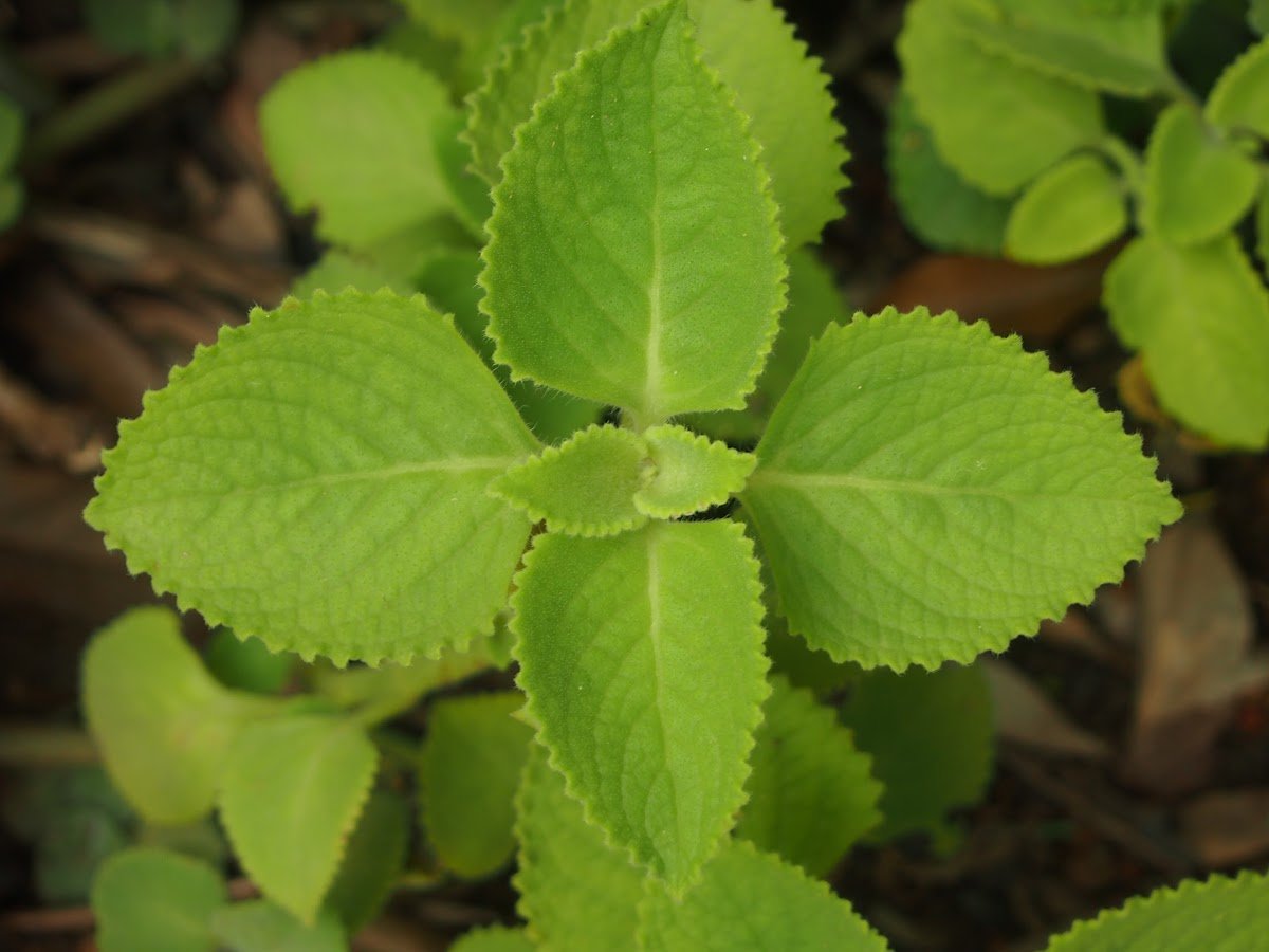 Плектрантус Cuban Oregano