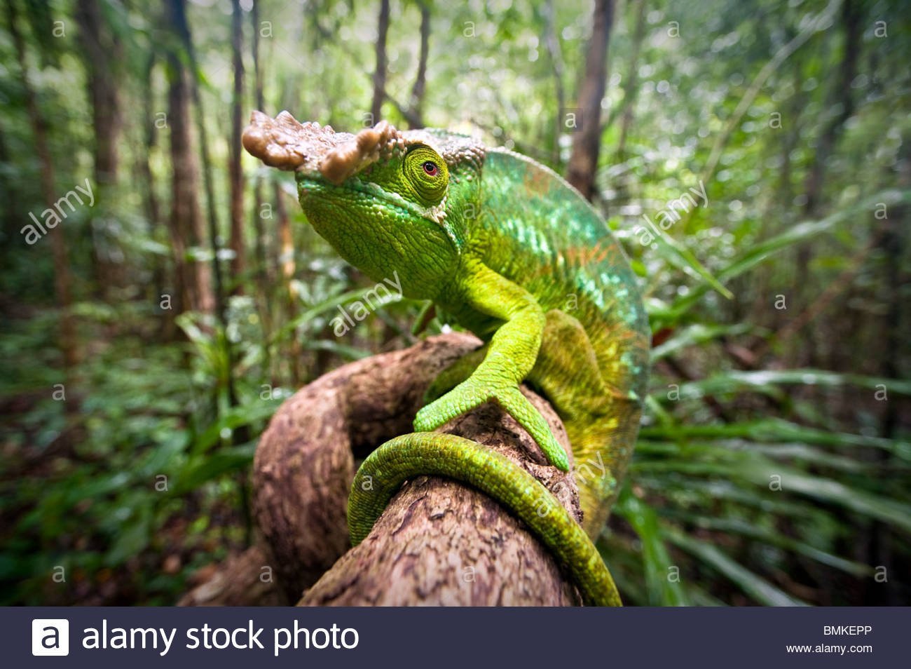 Змеи живут в тропическом лесу. Сельва питон. Мадагаскарский хамелеон. Тропический лес животные. Животные джунглей.