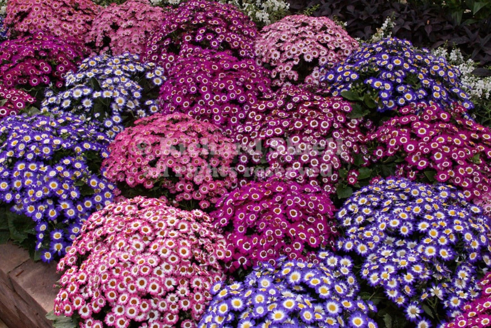 Цинерария cineraria