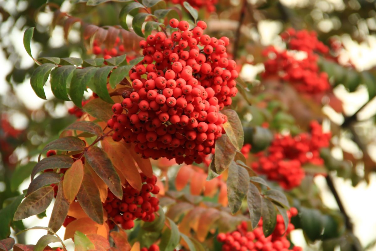 Красные гроздья рябины предложение. Рябина обыкновенная многоствольная. Рябина (Sorbus). Красная гроздь рябины. Осень рябина.