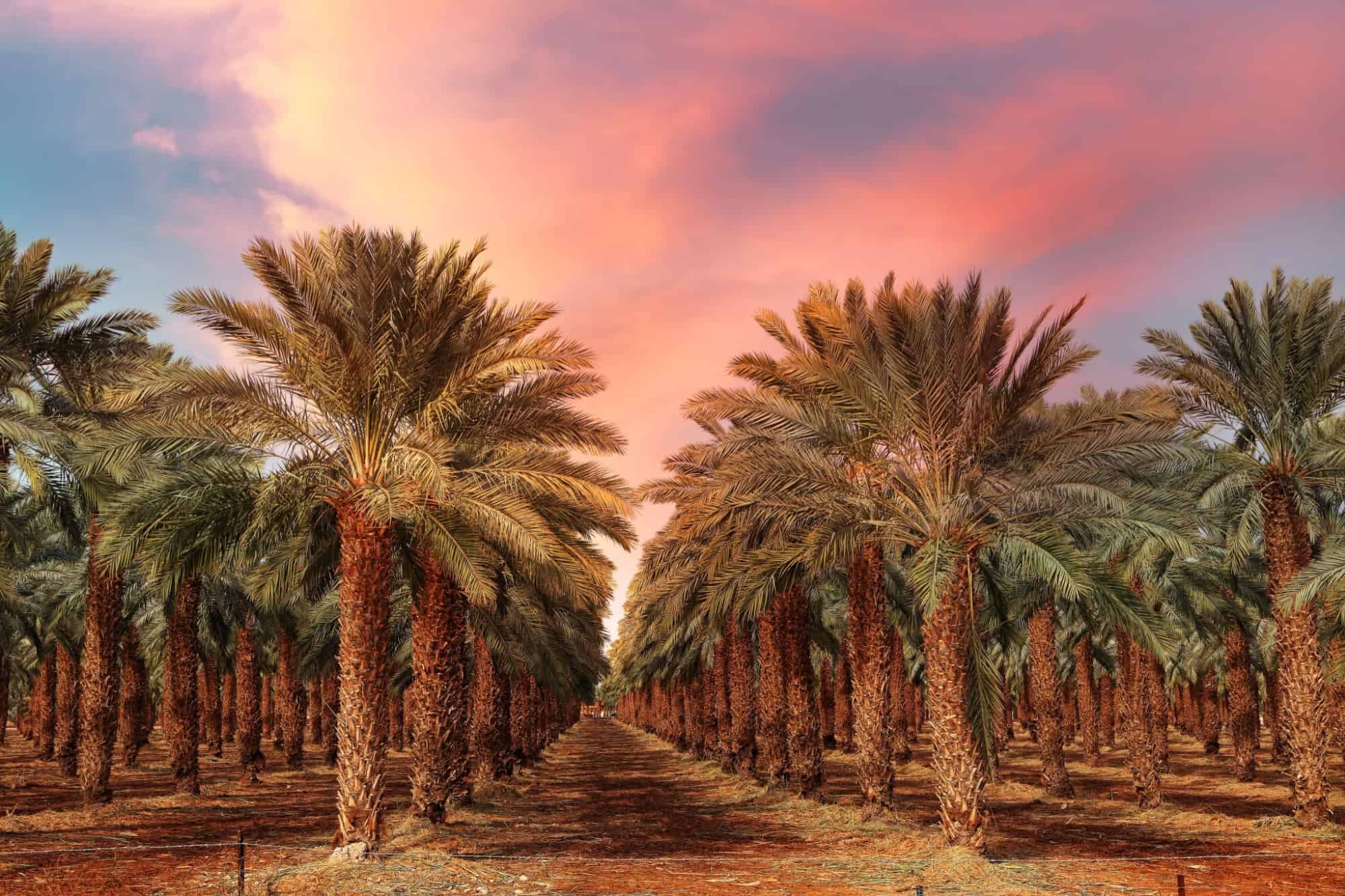 Финики в египте. Финиковые пальмы в Египте. Финиковая Пальма в Саудовской Аравии. Финиковая Пальма плантации. Финиковые пальмы в ОАЭ.