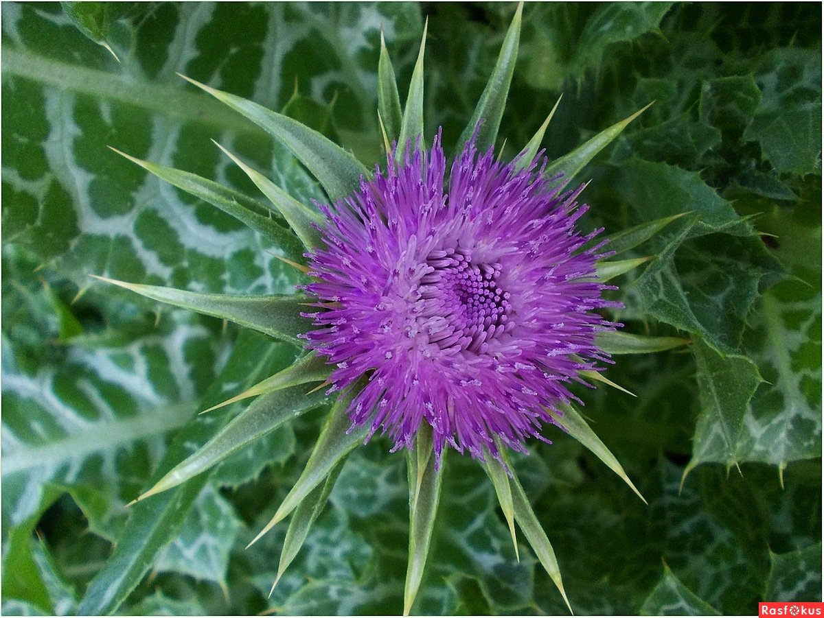 Расторопша названия. Расторопша пятнистая. Расторопша растение. Silybum Marianum. Бодяк чертополох.