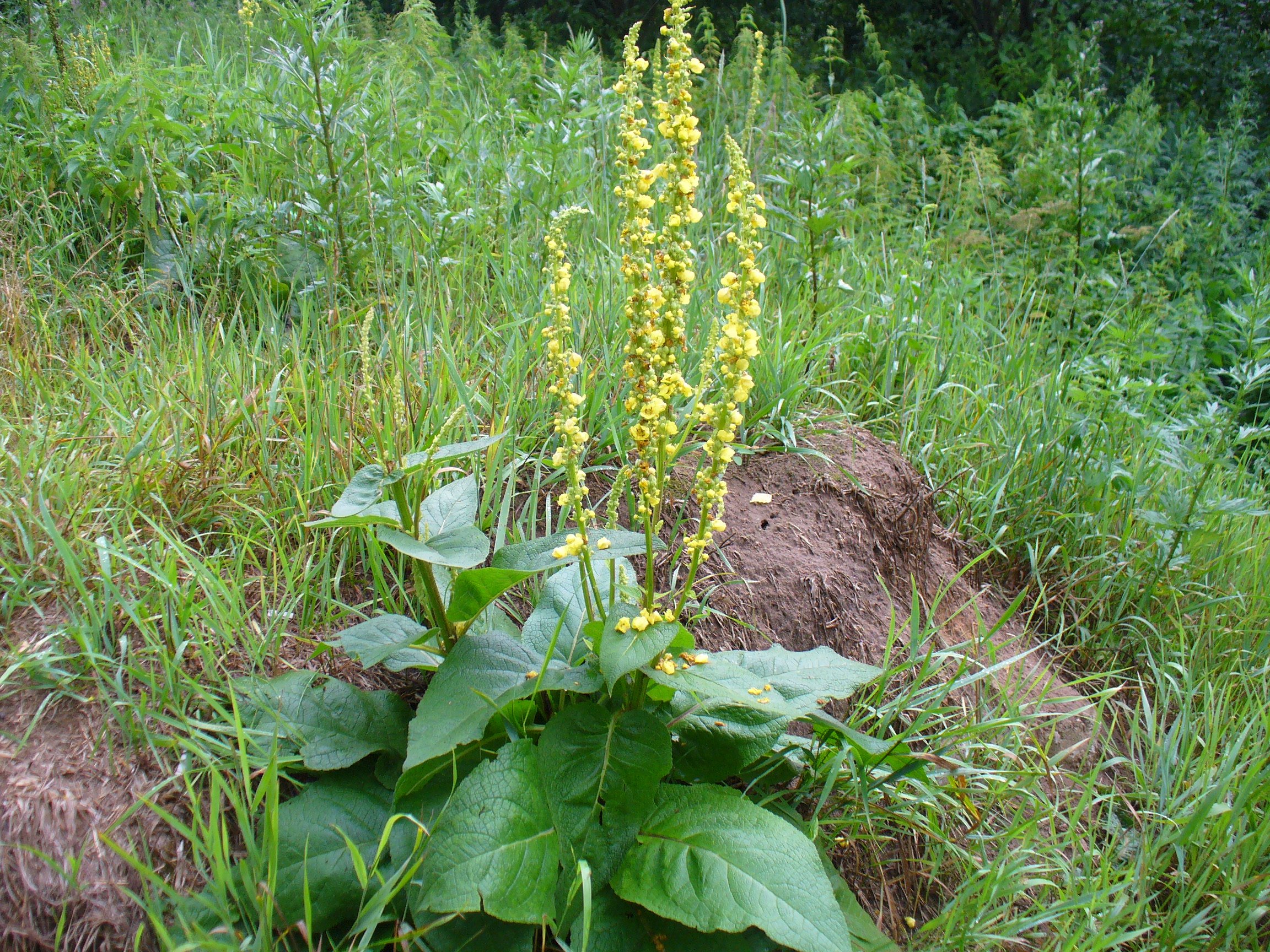 Verbascum Thapsus коровяк обыкновенный