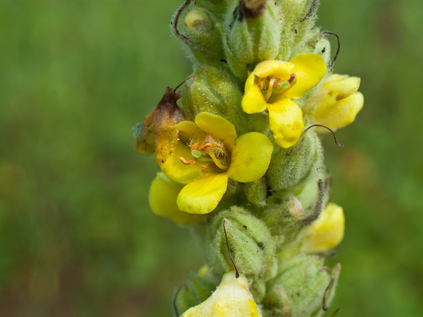 Verbascum Thapsus коровяк обыкновенный