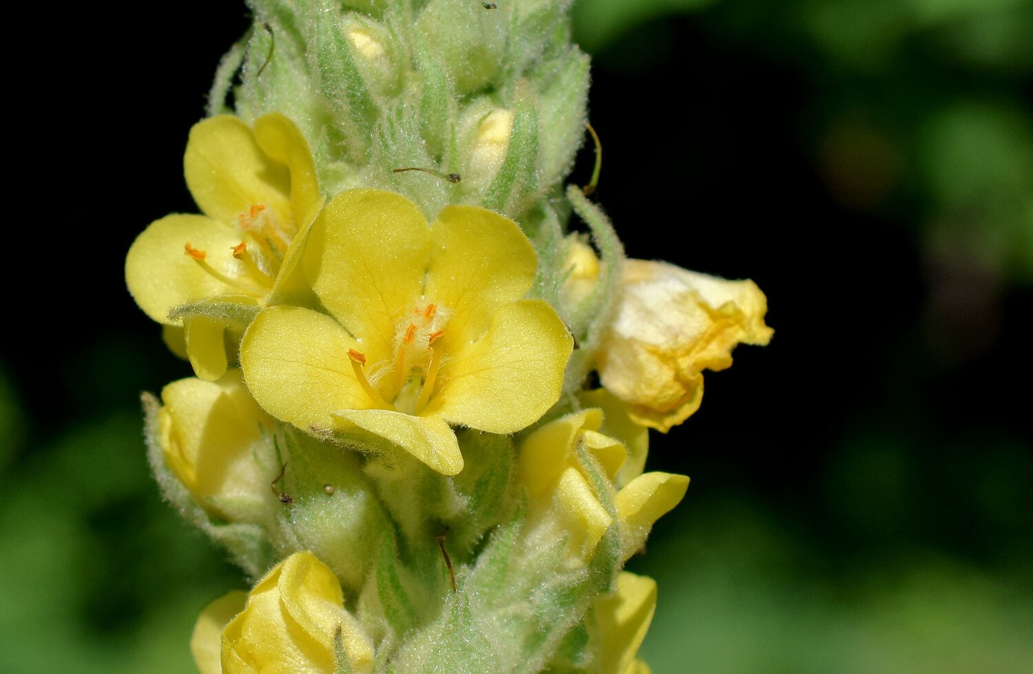 Verbascum Thapsus коровяк обыкновенный