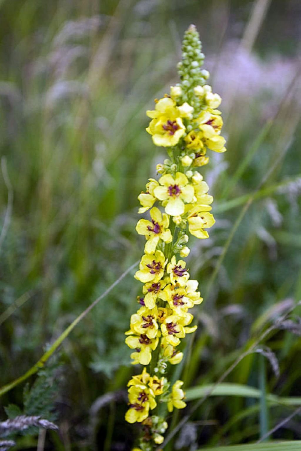 Verbascum Thapsus коровяк обыкновенный