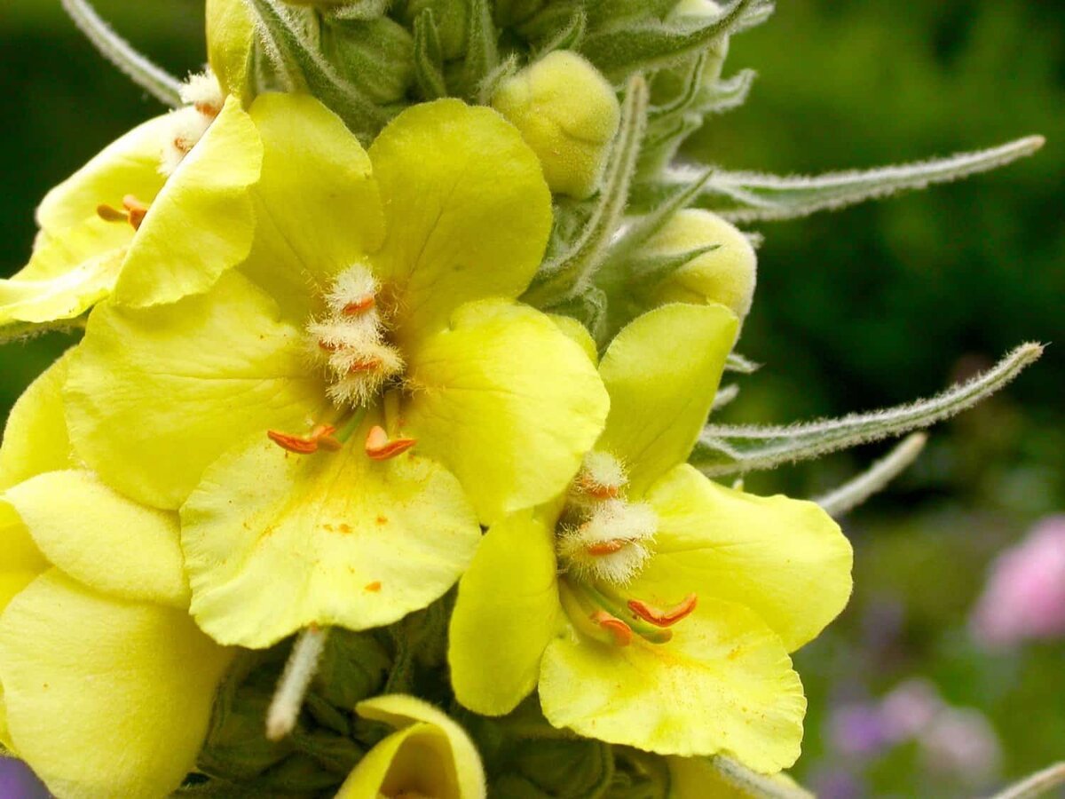 Verbascum Thapsus коровяк обыкновенный