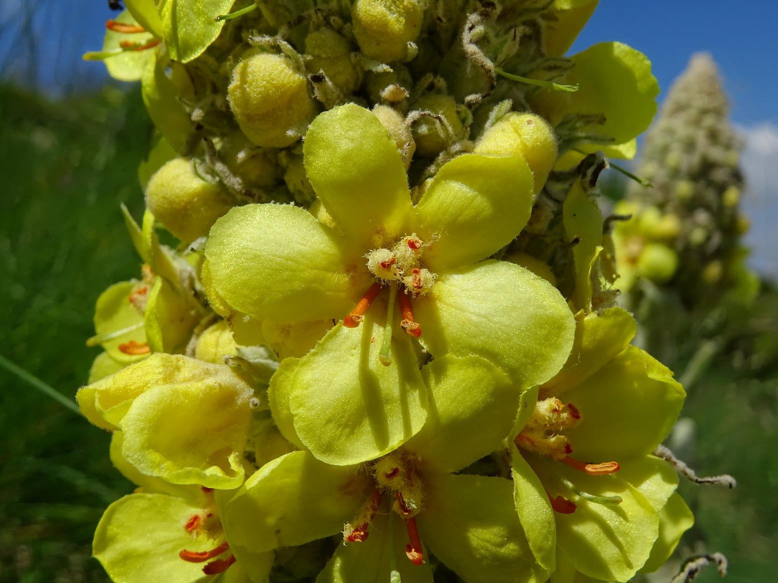 Коровяк Verbascum Honey Dijon