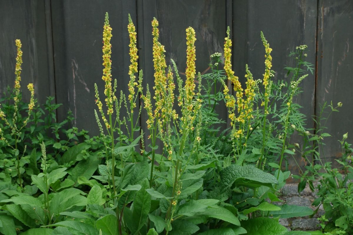 Verbascum Thapsus коровяк обыкновенный