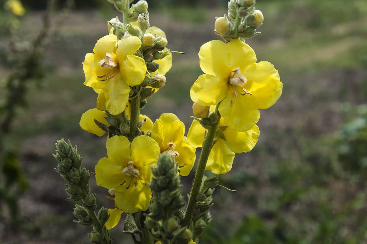 Verbascum Thapsus коровяк обыкновенный