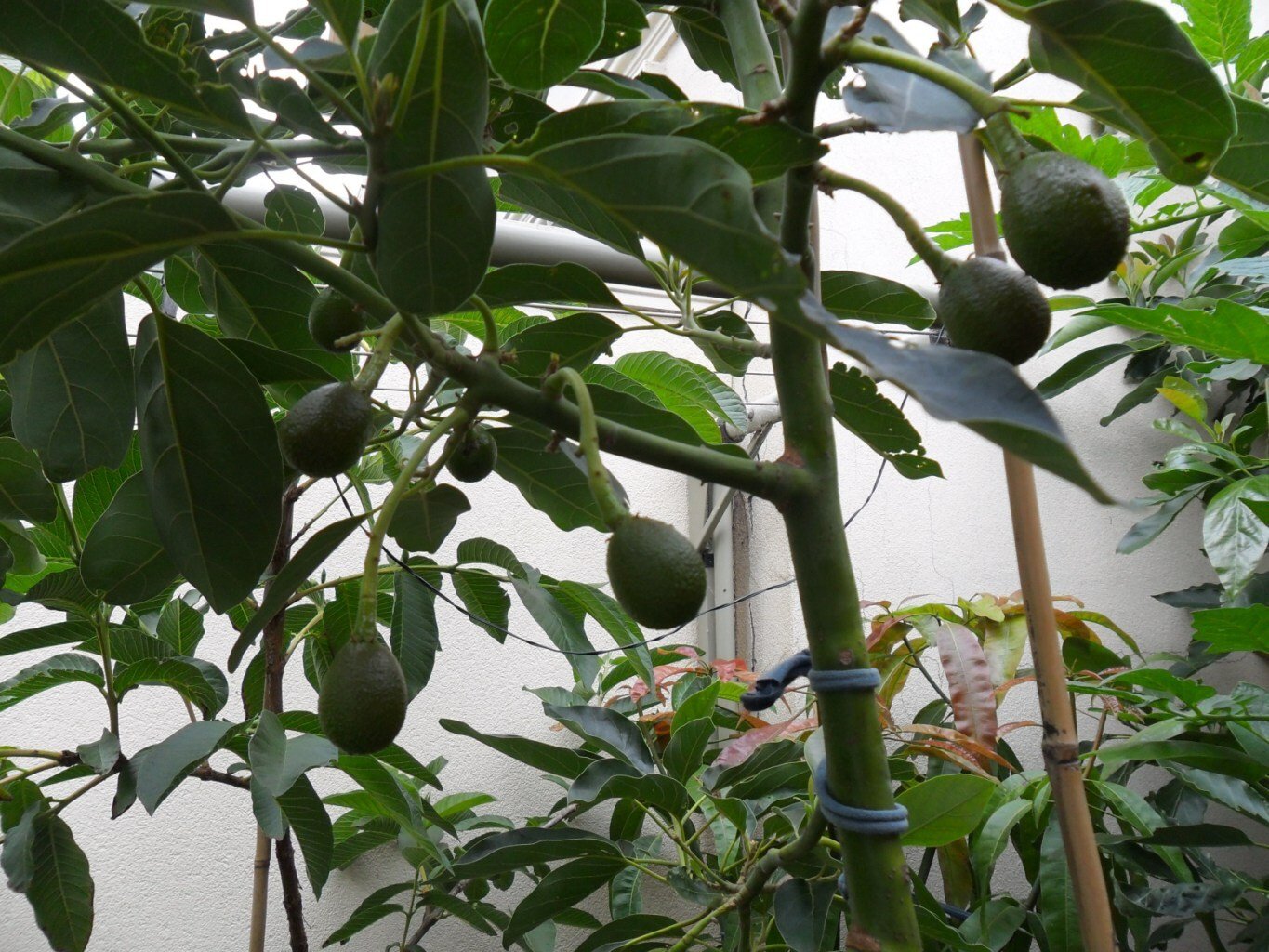 Фото авокадо выращенных в домашних условиях. Плодоносящее дерево авокадо. Авокадо дерево плодоносит. Авокадо растение дерево. Дерево авокадо вырастить.
