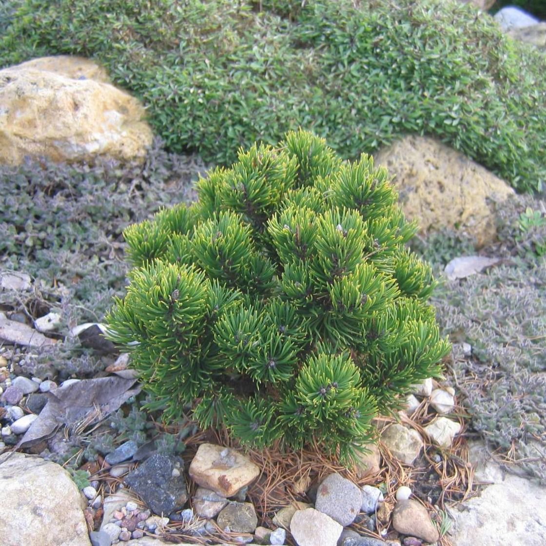 Сосна горная карликовая. Сосна Горная Picobello. Сосна Горная Пумилио. Pinus mugo 'Heideperle'. Сосна Горная Варелла (Pinus mugo Varella).