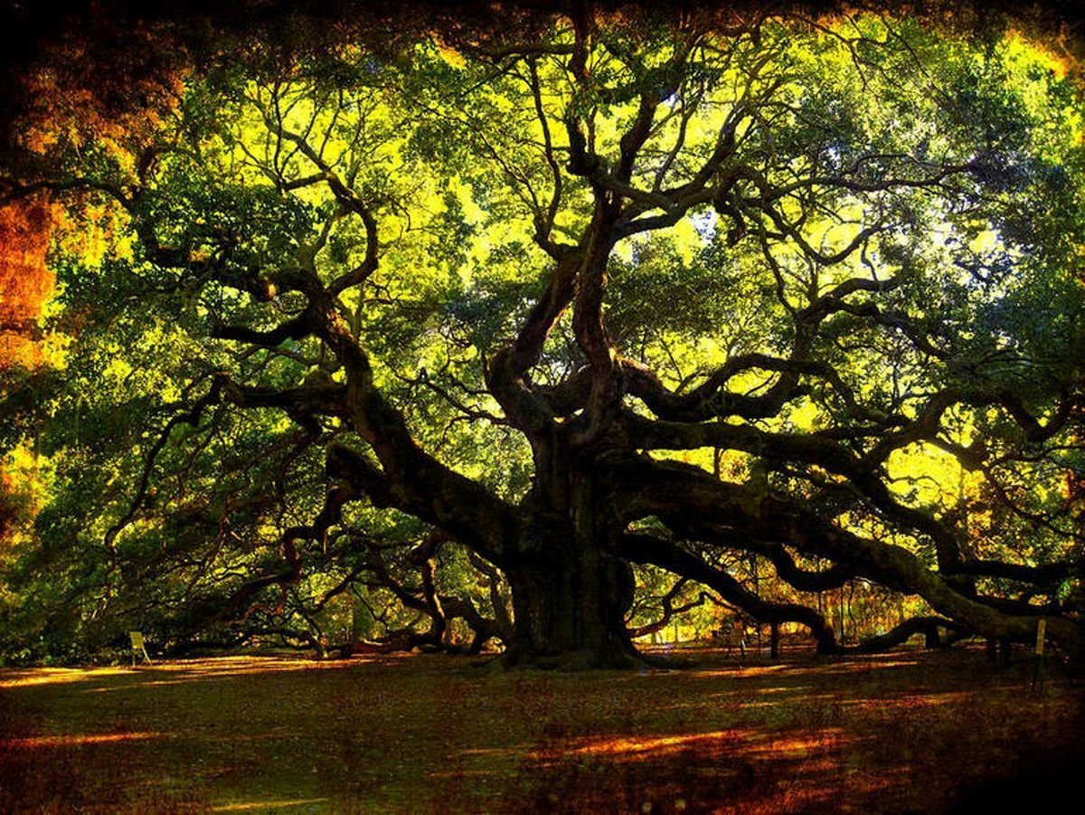Красивое старое дерево. Дерево дуб Хадсон. ЛИМУЗЕНСКИЙ дуб. Дуб Джурупа.
