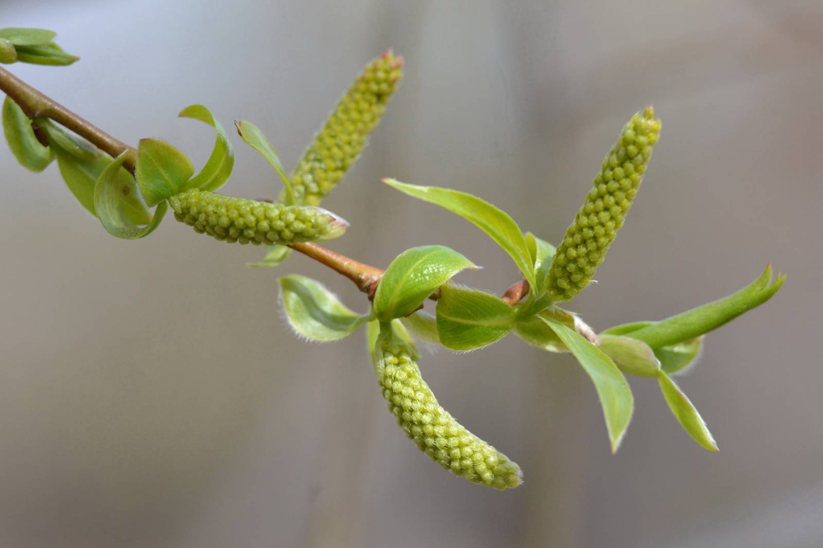 Растение с сережками. Ива плакучая семена. Chosenia arbutifolia. Salix Alba. Ива Чозения.