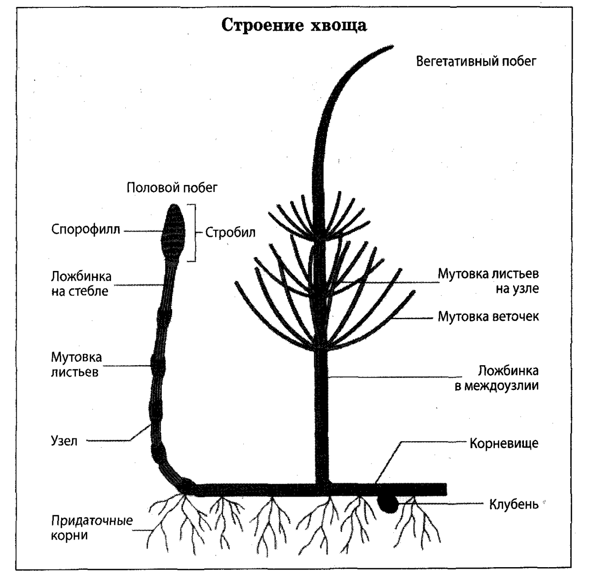 Строение летнего побега хвоща. Весенний побег хвоща строение. Строение летнего побега хвоща полевого. Хвощ полевой схема.