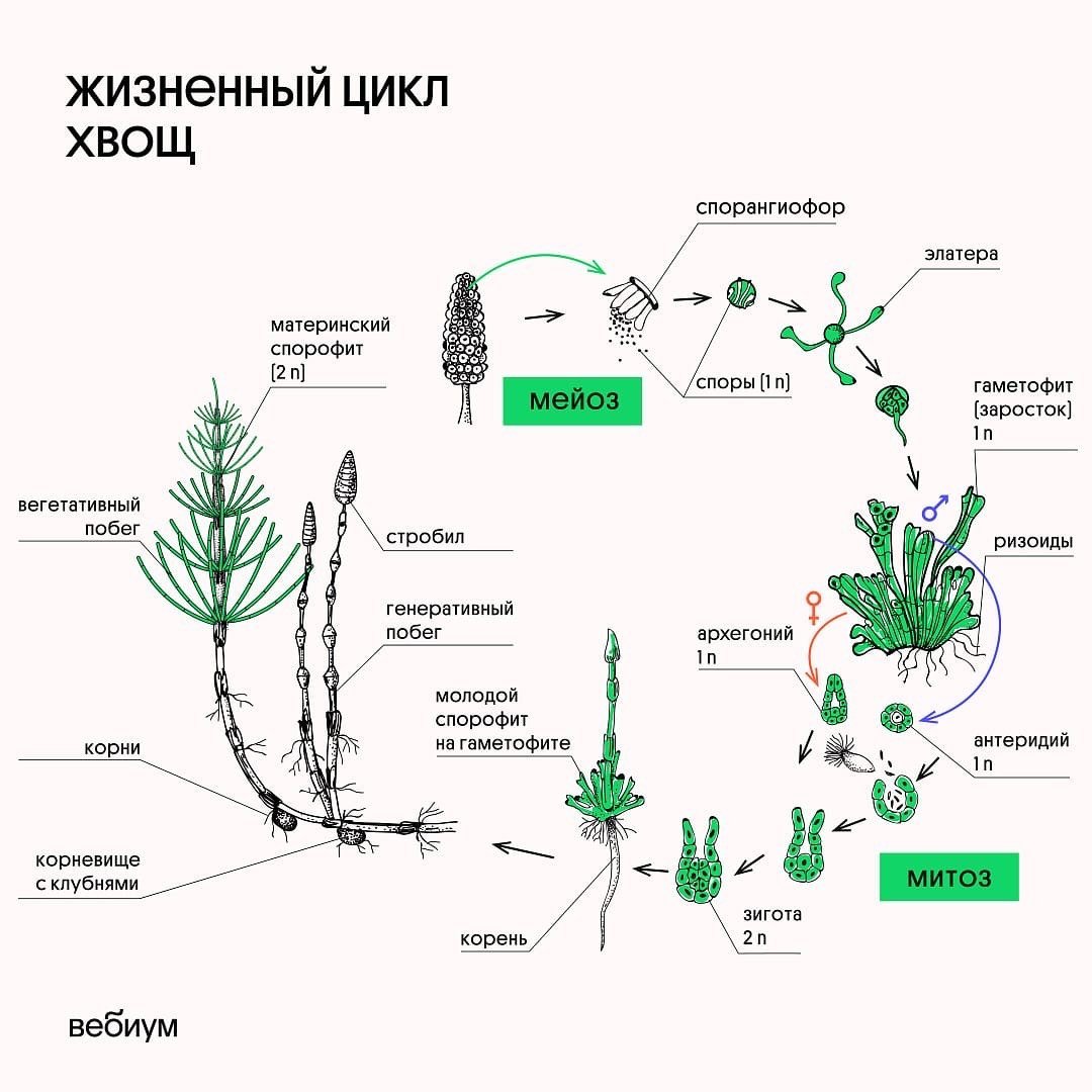 Рассмотрите схему жизненного цикла хвоща установите соответствие между характеристиками и стадиями