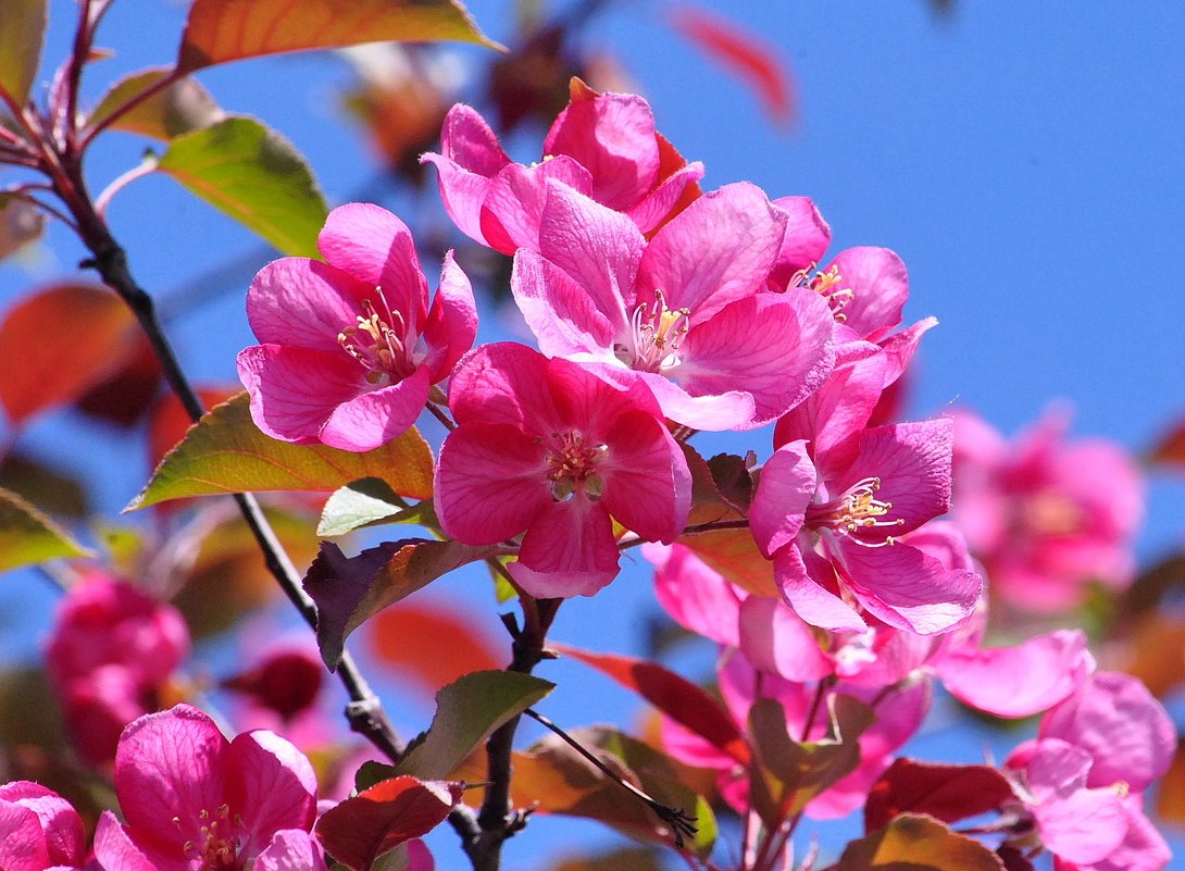 Яблоня роялити. Яблоня "роялти" - Malus "Royalty". Яблоня малус роялти. Яблоня Недзвецкого роялти. Яблоня Хелена Недзвецкого.