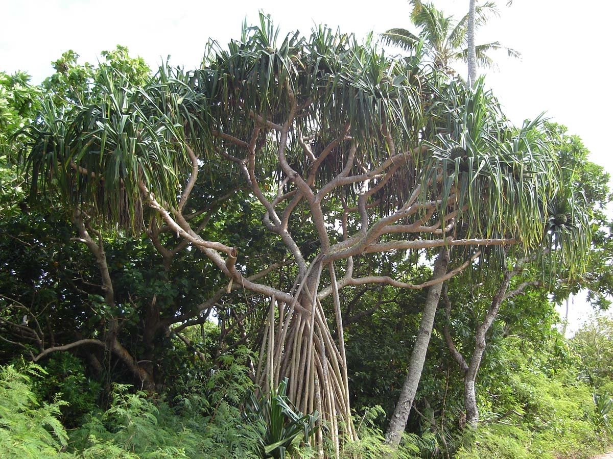 Фикус воздушные корни. Pandanus tectorius. Досковидные корни фикуса. Pandanus tectorius корни. Пальмы ходульные корни.