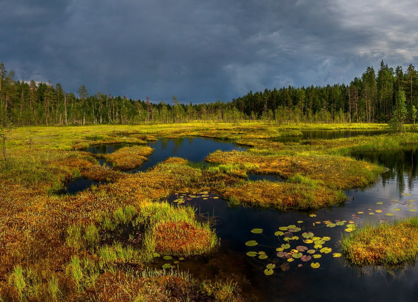 Болотистое озеро. Таменгонтское болото. Тахтинское болото. Болота севера Архангельской области. Болотная Топь Карелия.