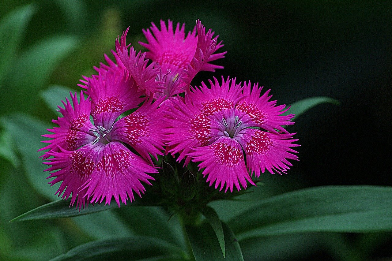 Dianthus Arabella Purple гвоздика