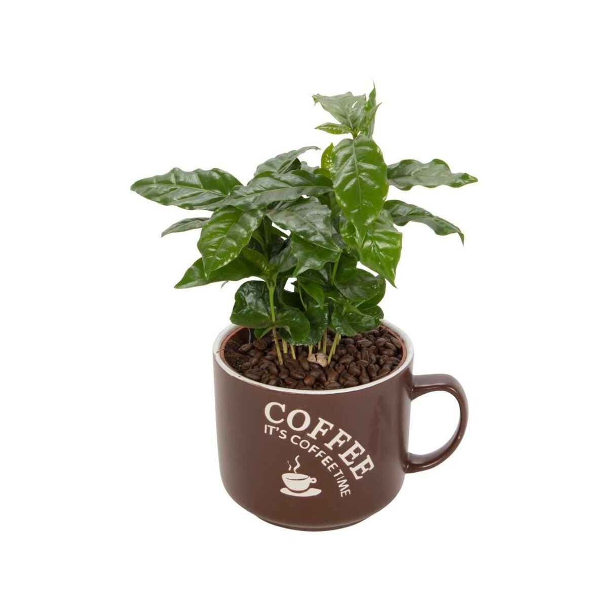 Домашние растения кофе арабика