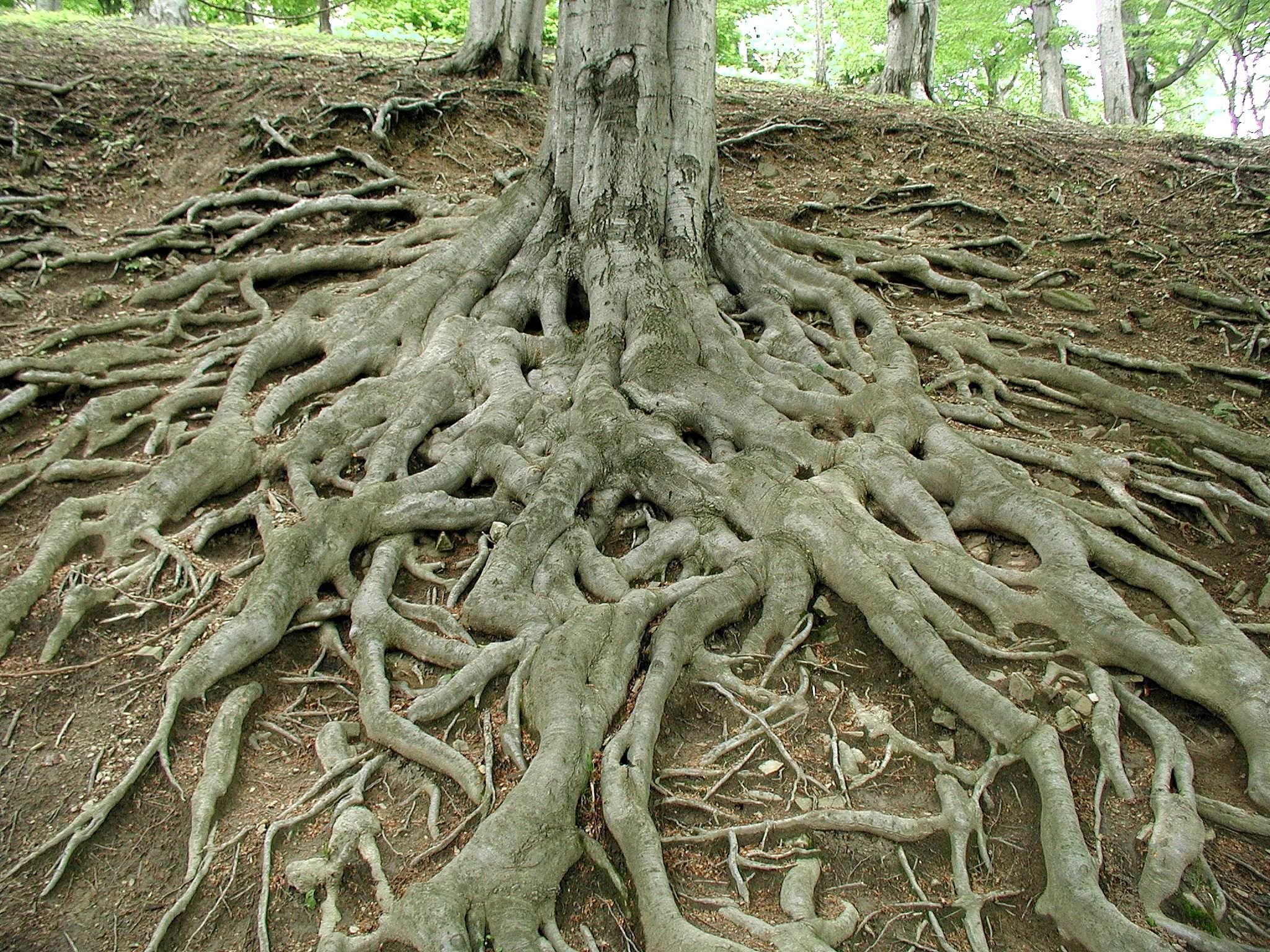 Корни большого дуба. Вяз корни подпорки. Карагач дерево корни. Корневая система платана. Контрфорсы корни.