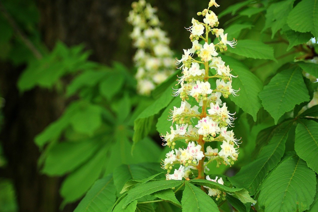 Какое соцветие у каштана. Каштан конский (Aesculus). Каштан конский соцветие. Конский каштан обыкновенный Aesculus hippocastanum. Каштан конский обыкновенный дерево.