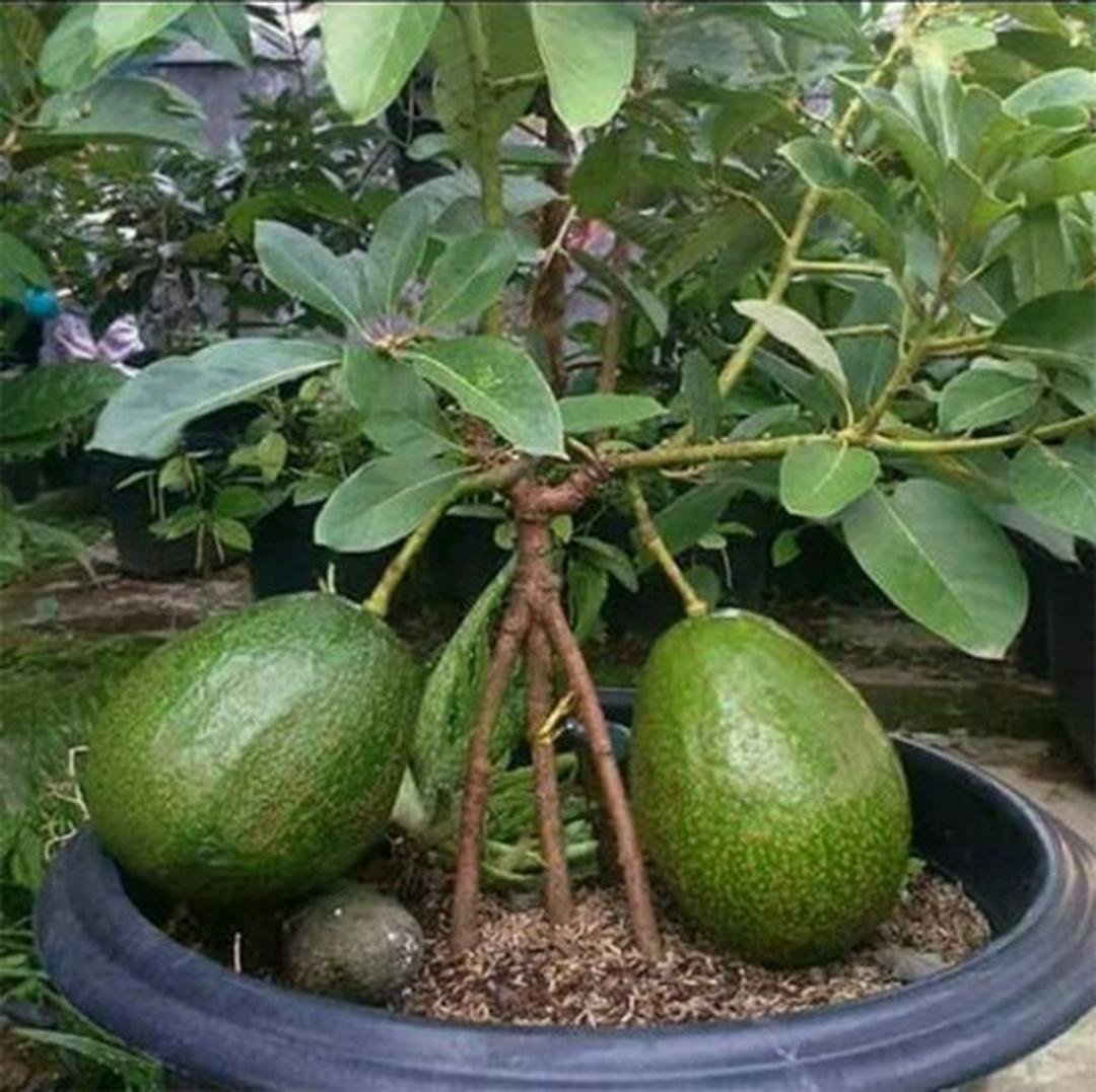 Какое вырастает авокадо. Авокадо дерево. Плодоносящее дерево авокадо. Авокадо плодоносит. Авокадо и лианы.