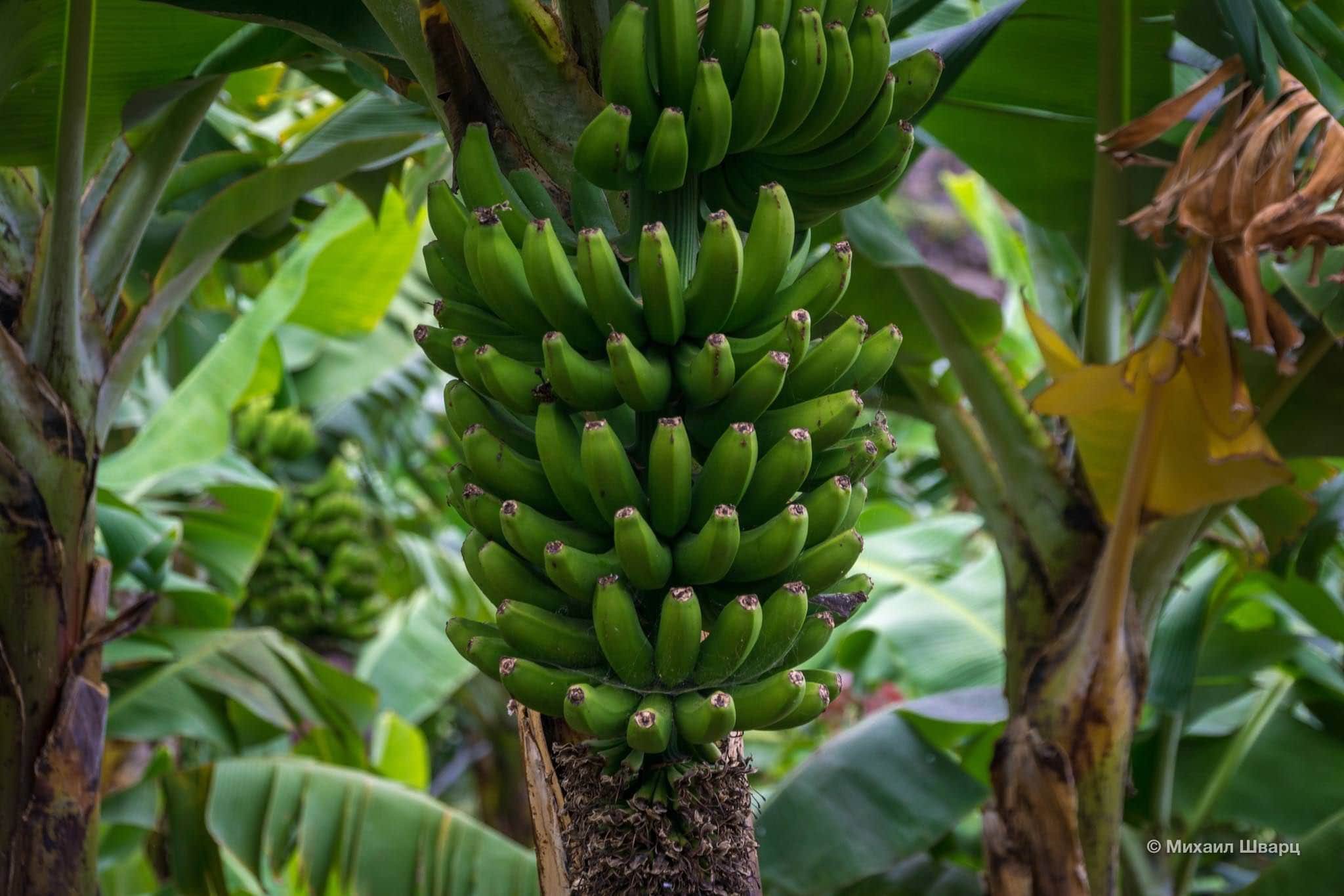Где растут бананы дерево. Банановая Пальма. Банановая Пальма в Африке. Банановое дерево. Канарские бананы.