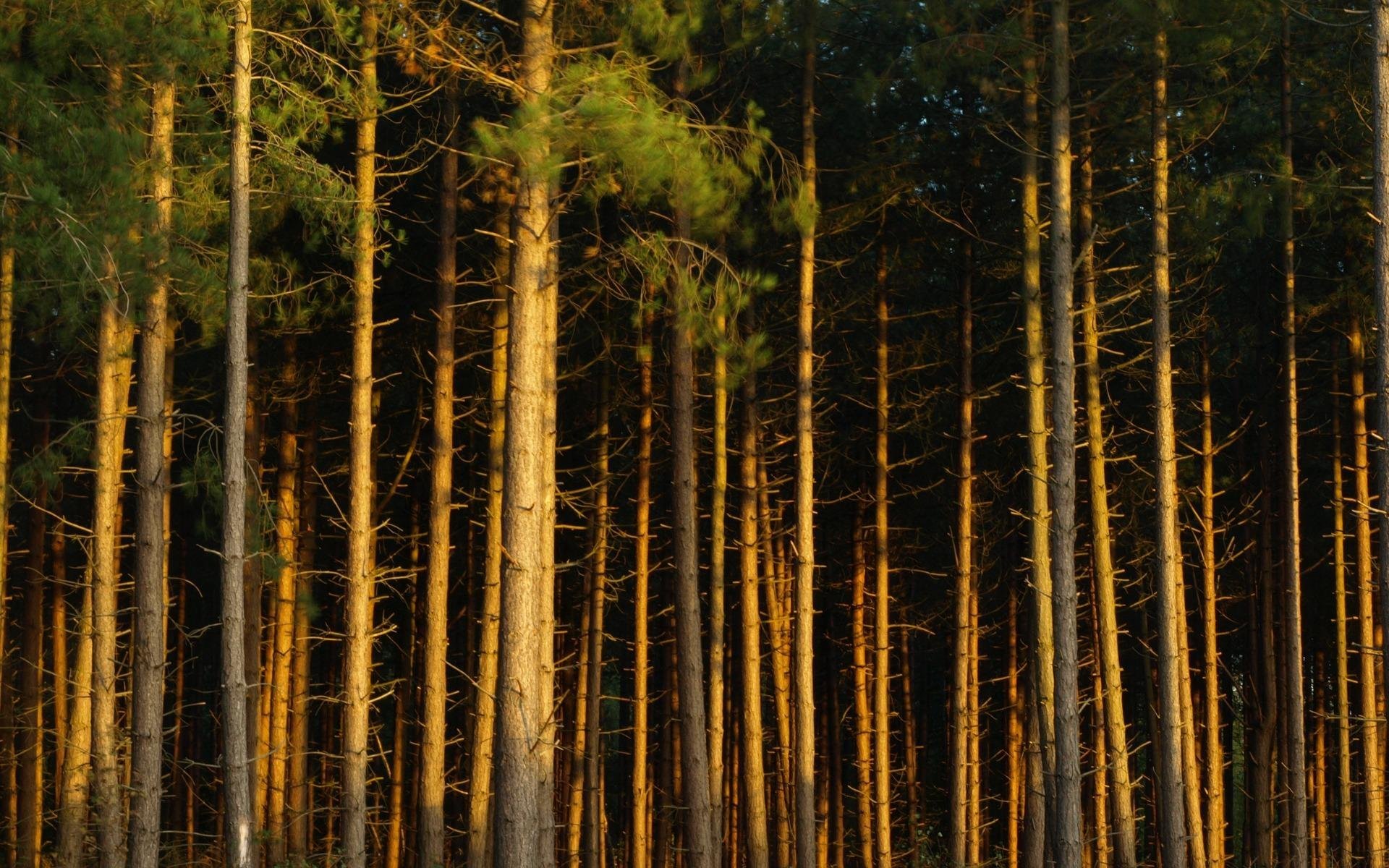 Корабельные сосны лес