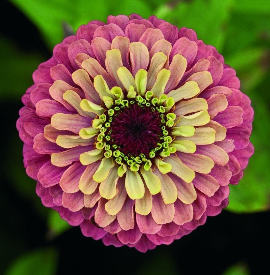 Red Zinnia Flower