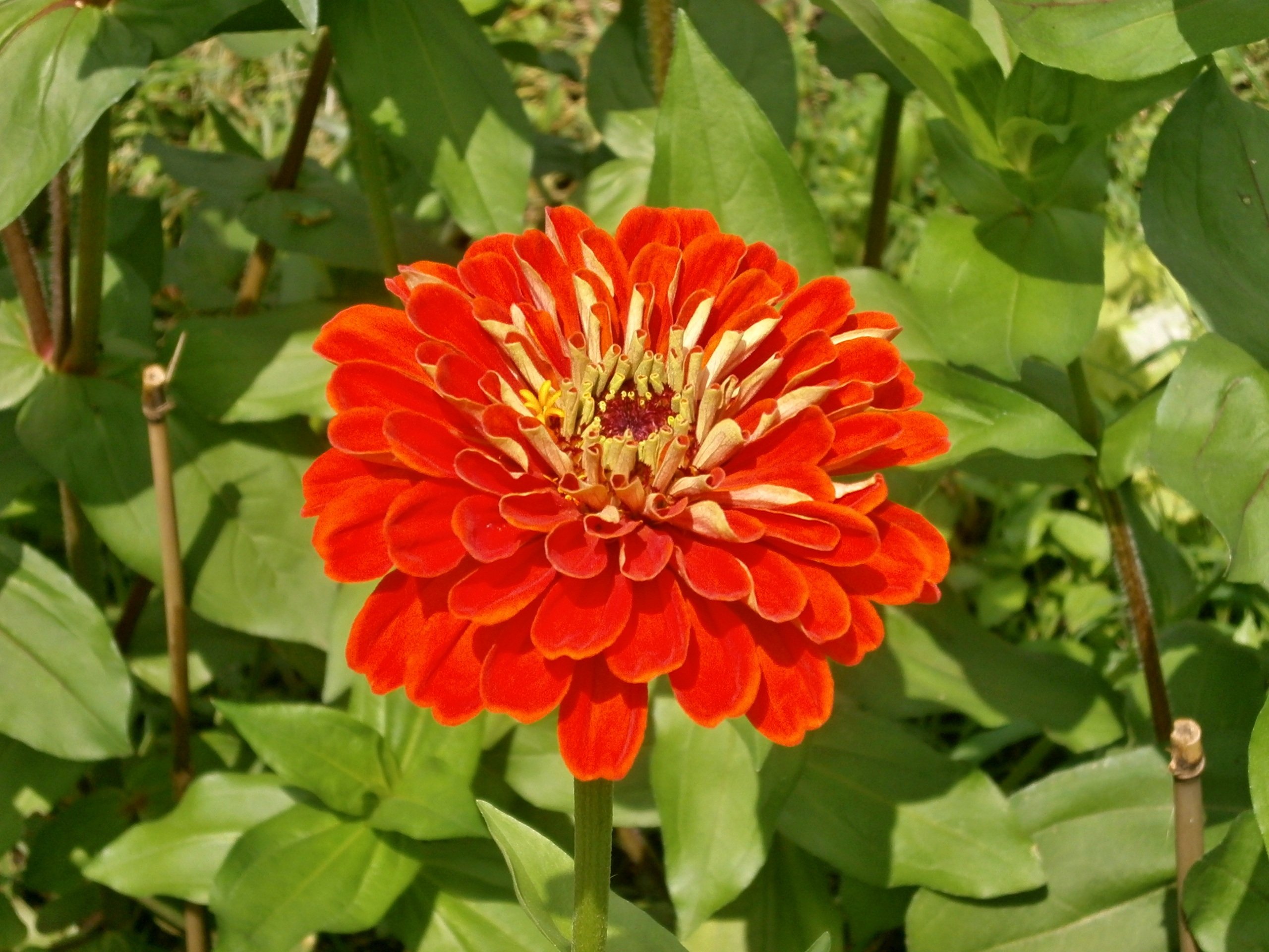 Red Zinnia Flower