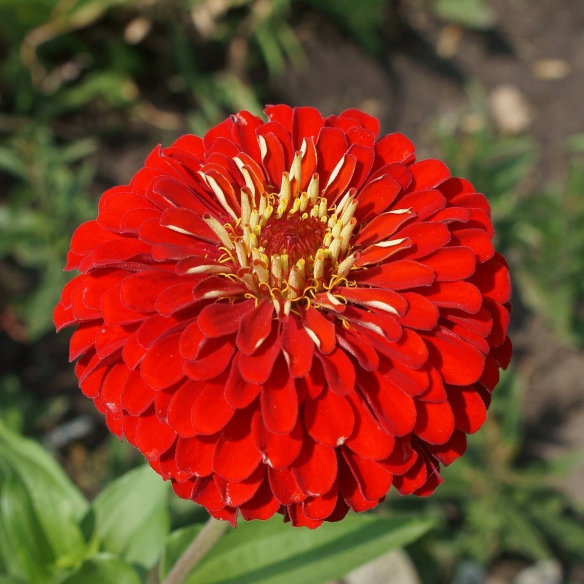 Red Zinnia Flower