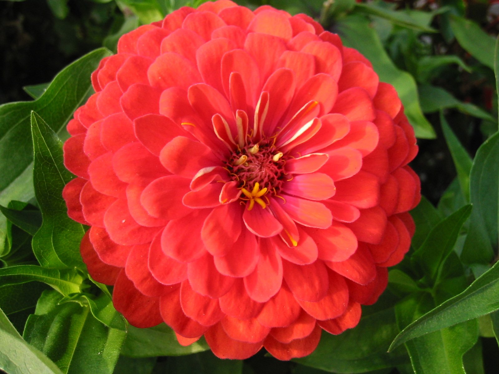 Zinnia Flower