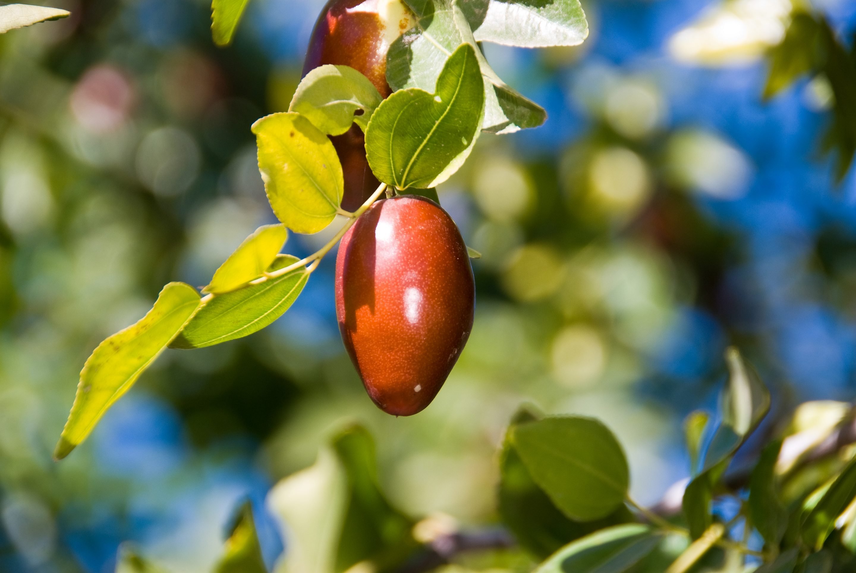 В сочинском Дендрарии растёт уникальное «мармеладное дерево»